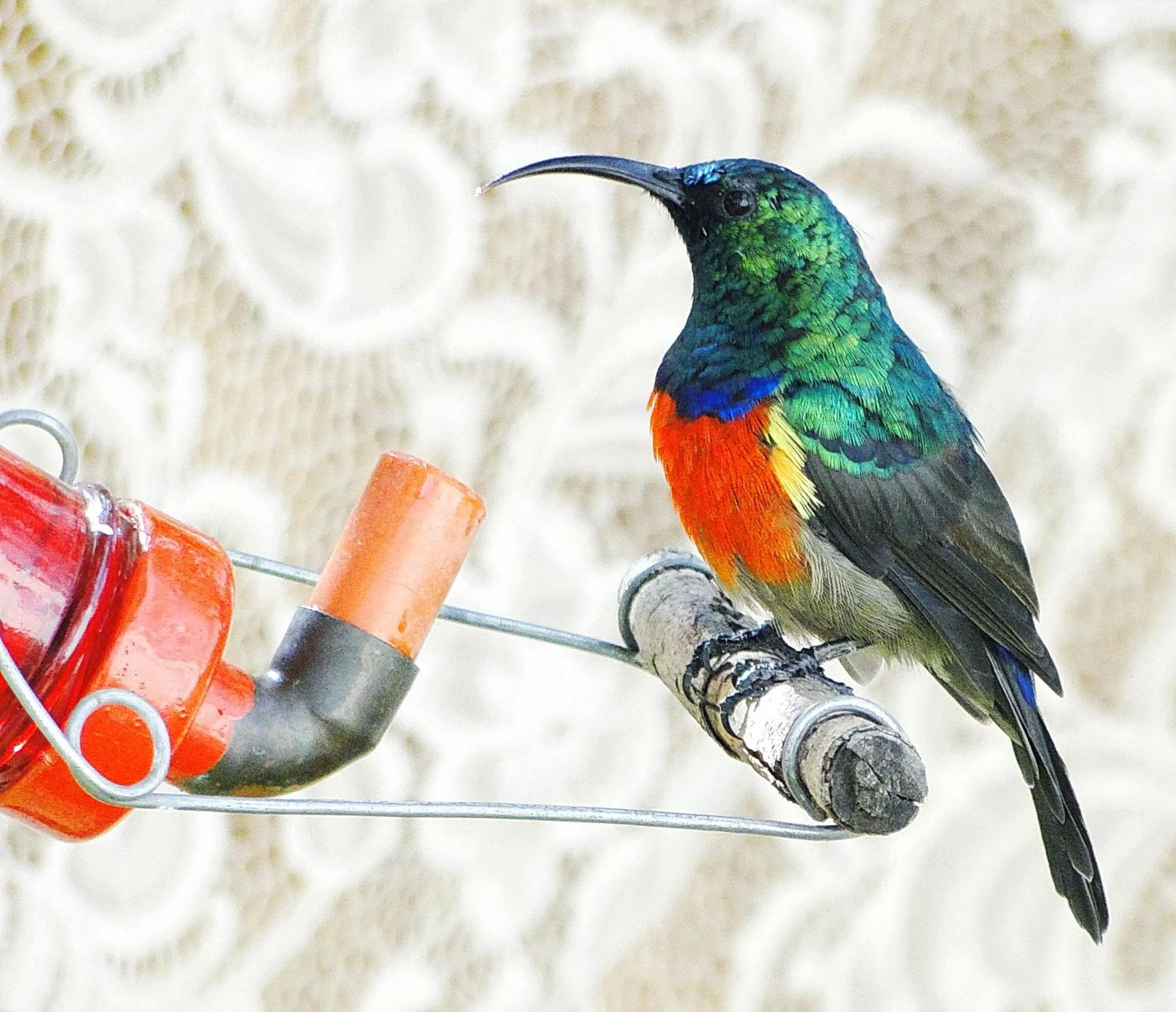 Garden view in Aalkie's Dream