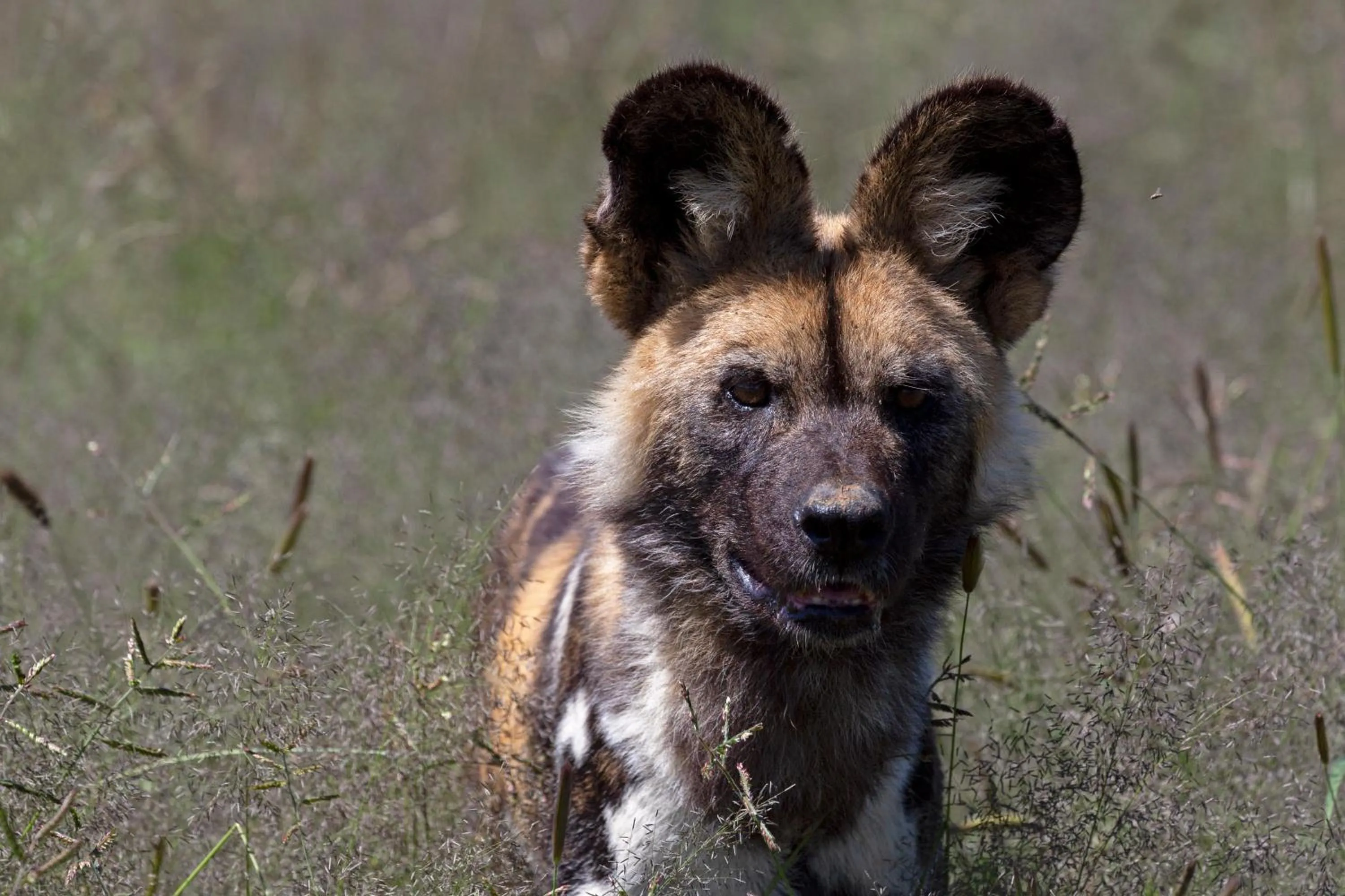 Activities in Naankuse Lodge