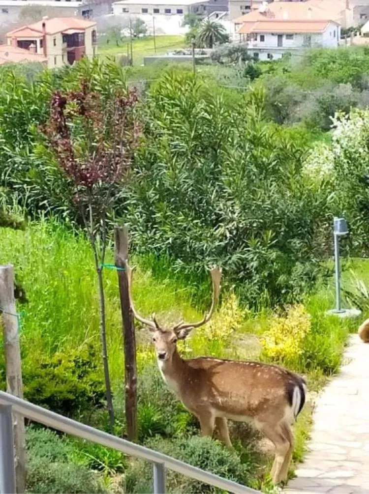 Animals in Afrodite Hotel Apartments