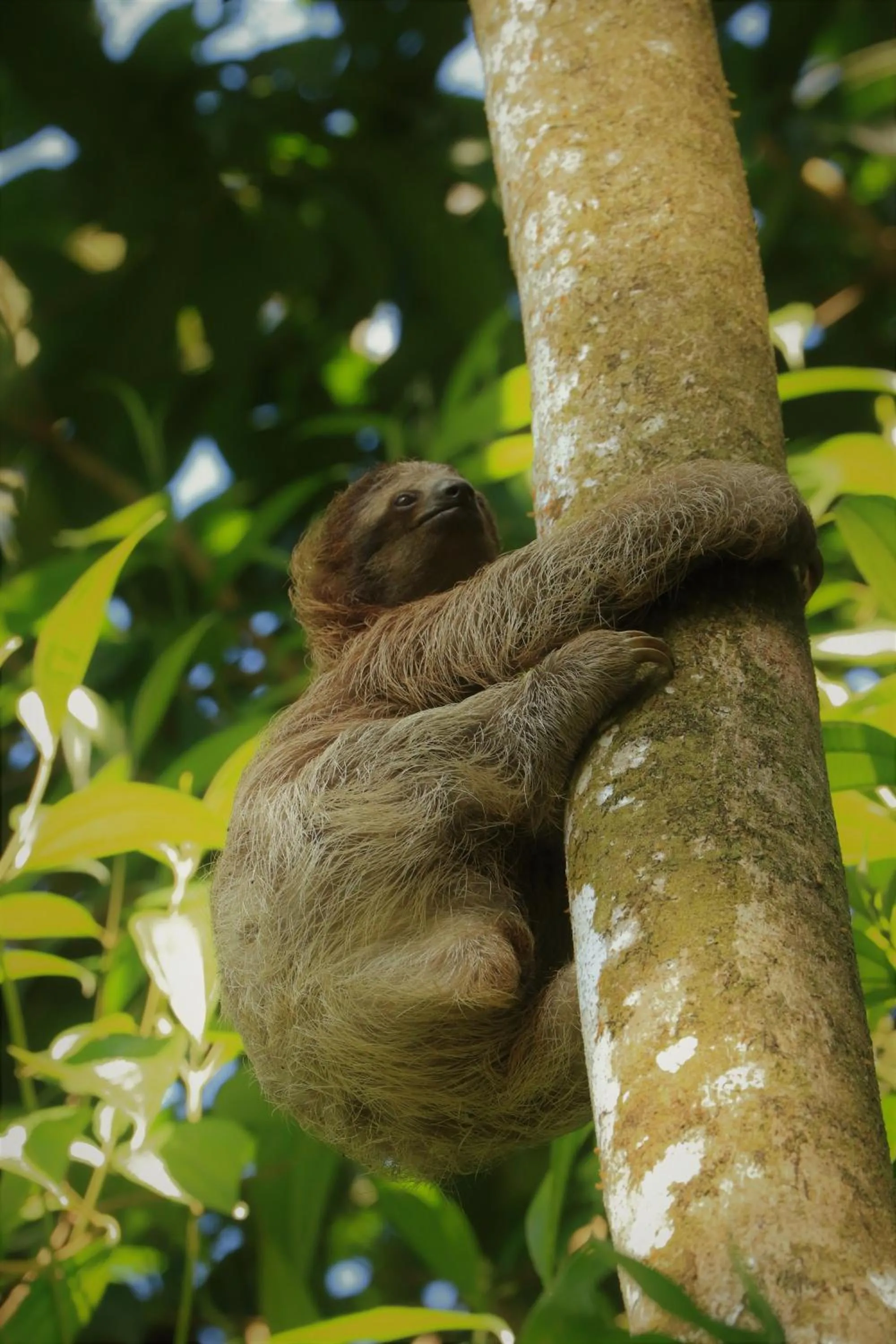 Animals in Tirimbina Rainforest Lodge