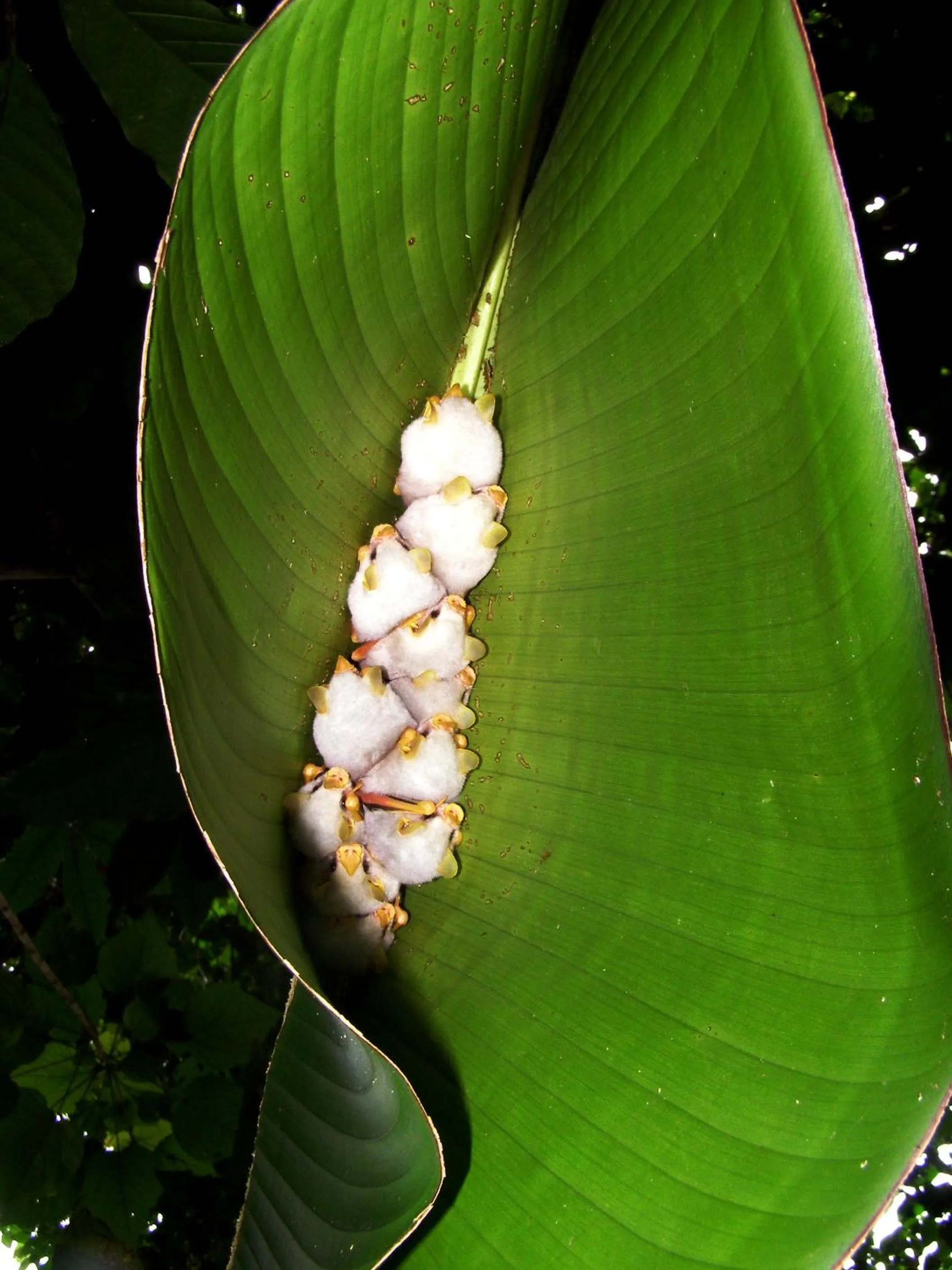 Activities in Tirimbina Rainforest Lodge