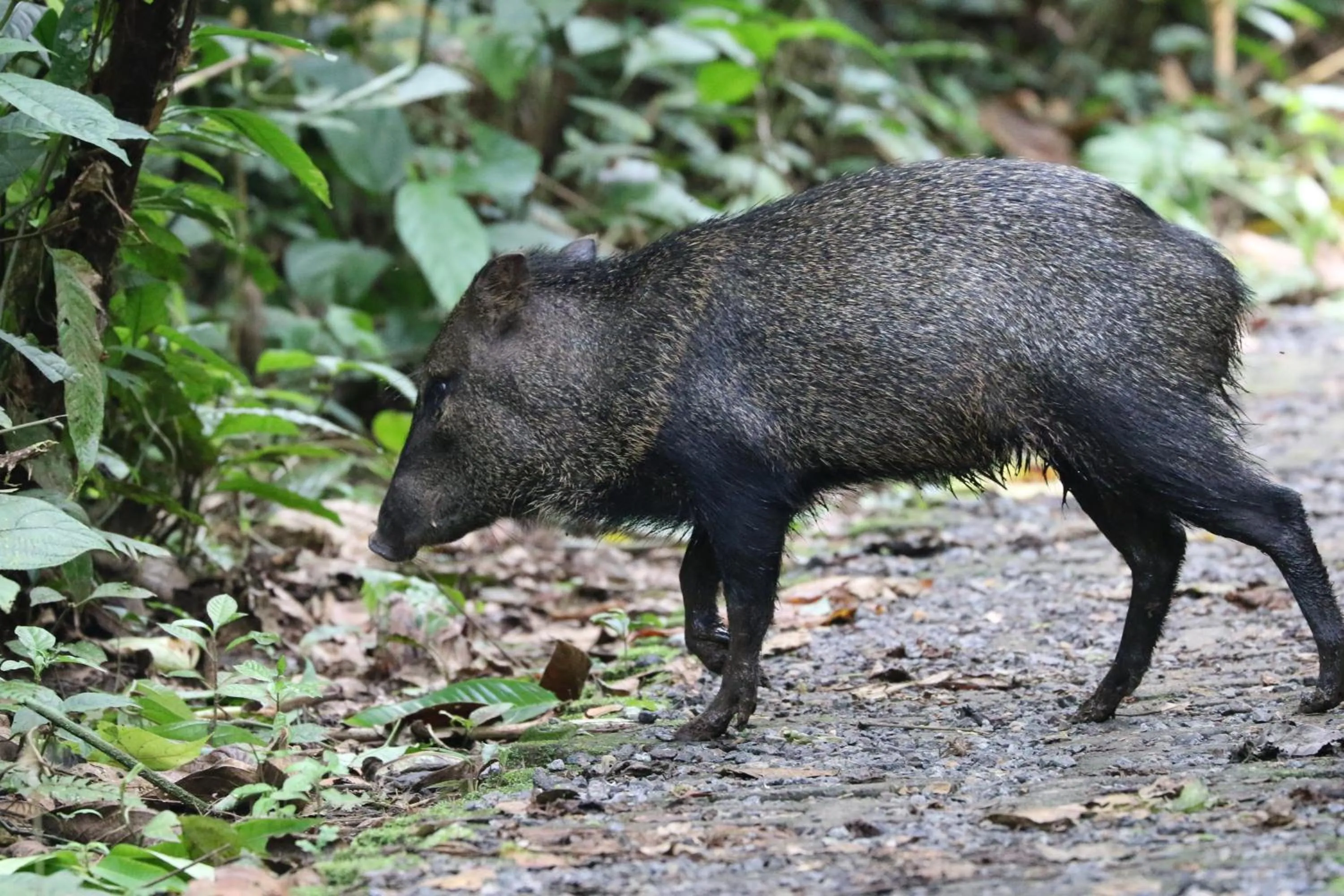 Animals in Tirimbina Rainforest Lodge