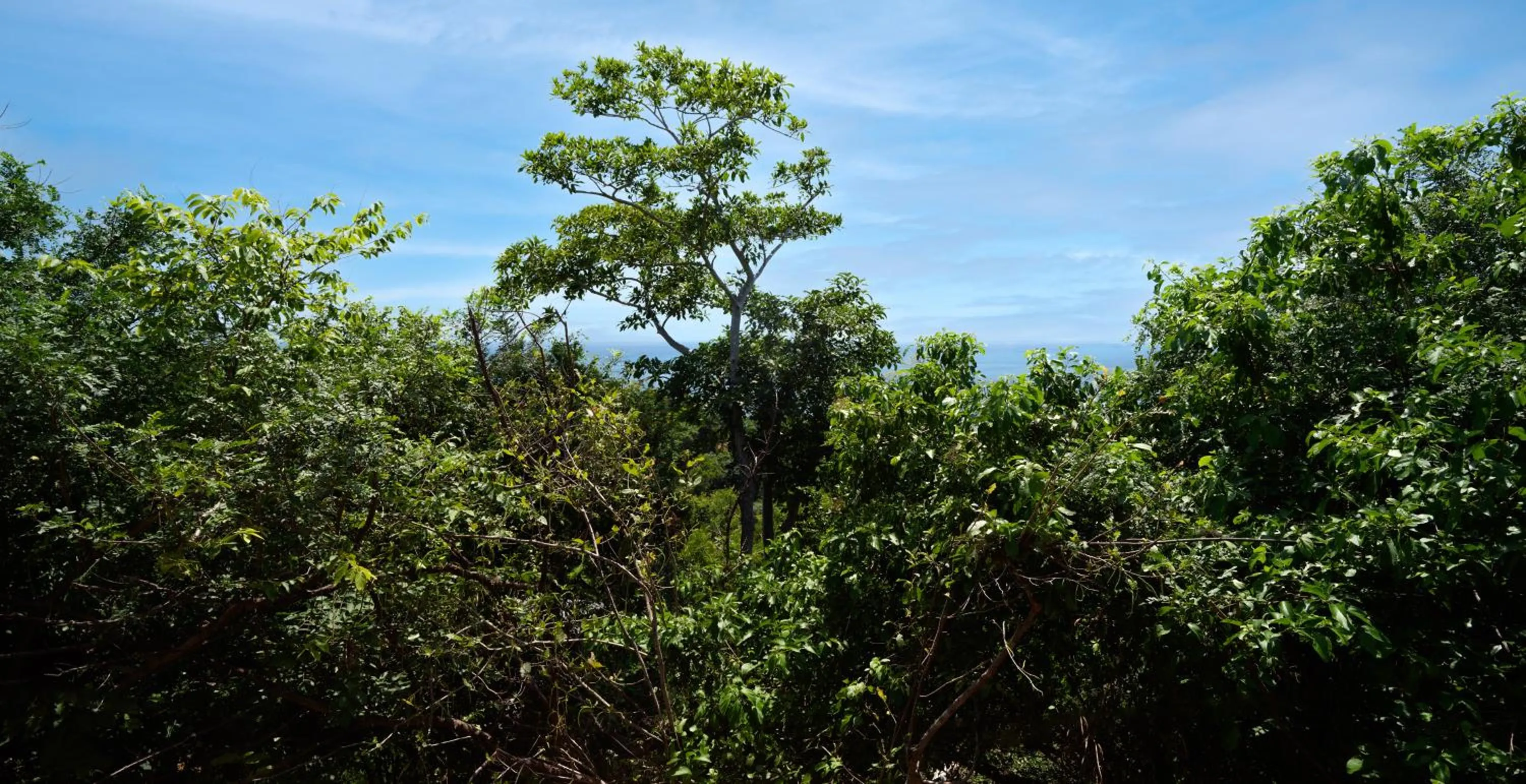 Garden view in Cocolia Hotel