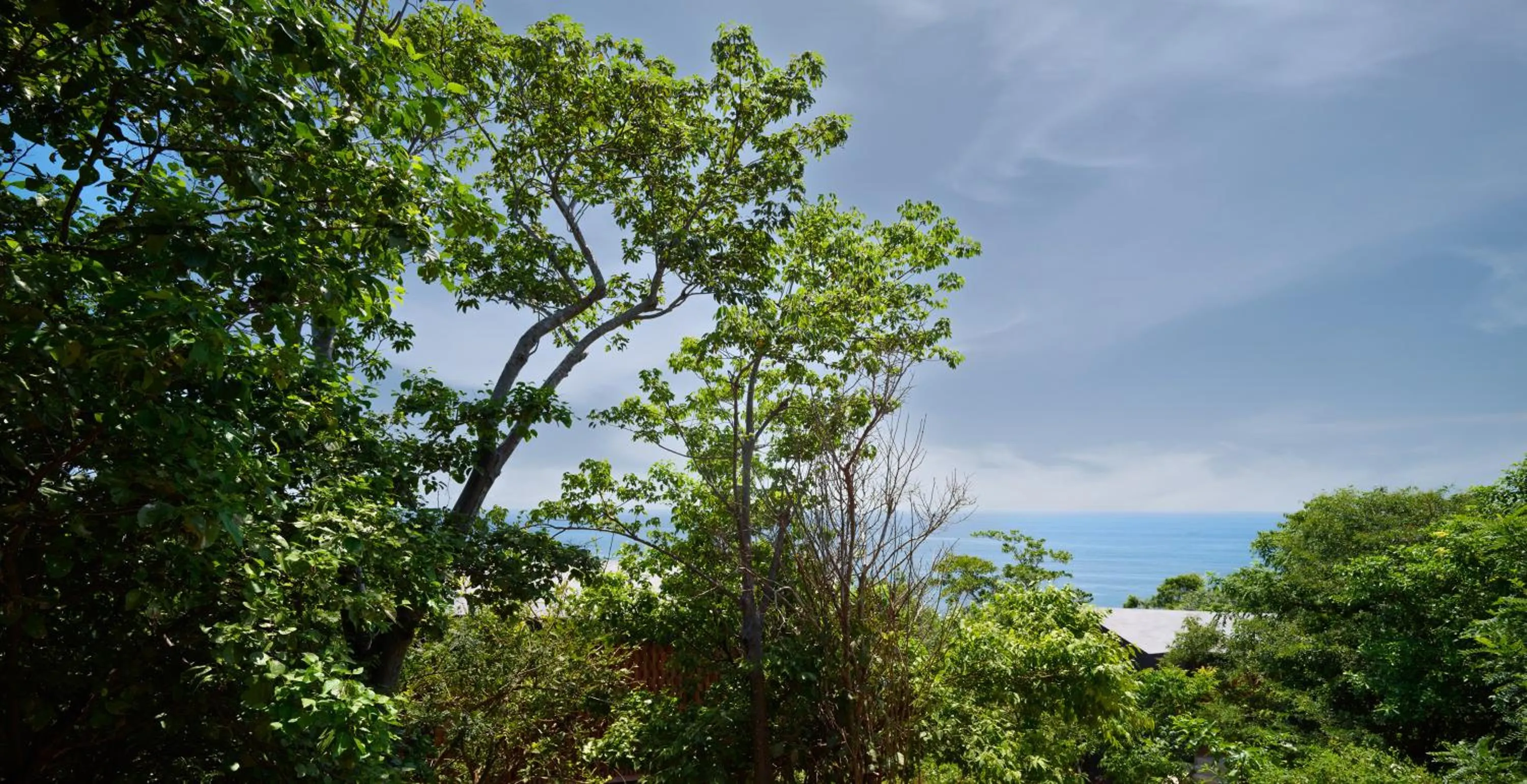 Garden view in Cocolia Hotel