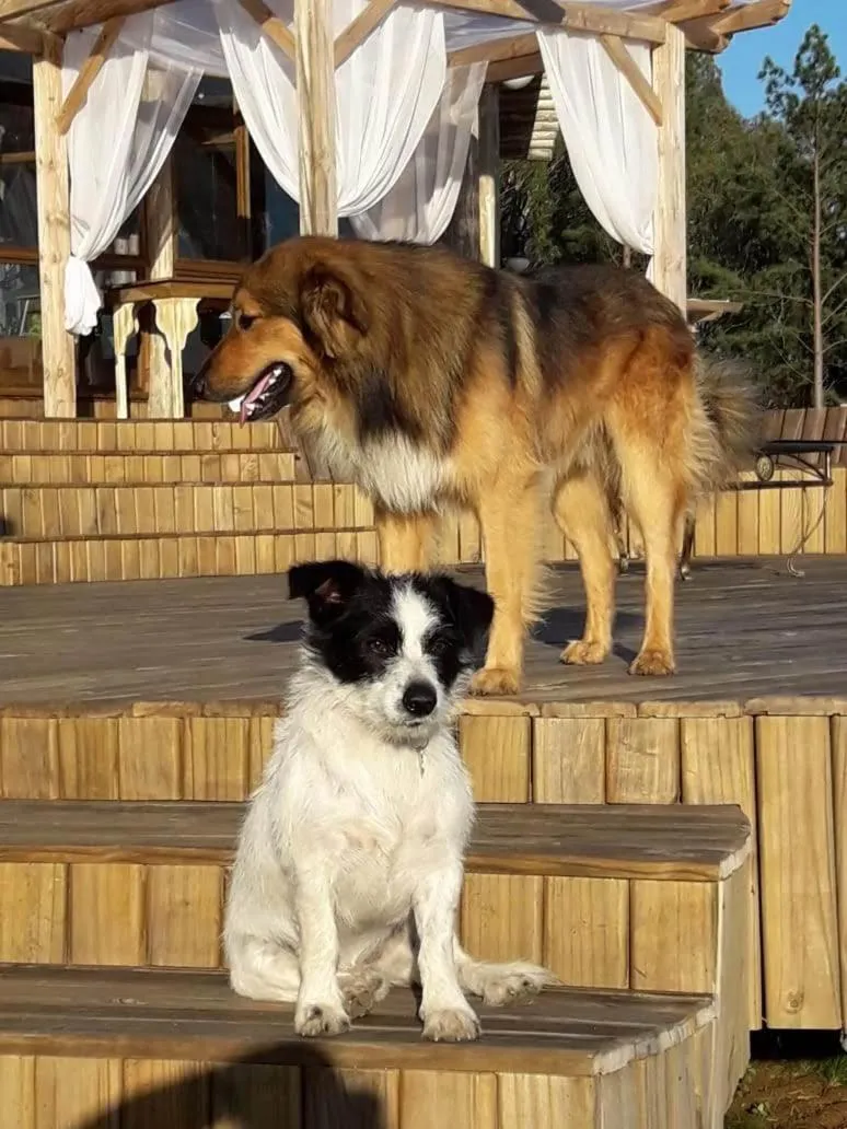 Animals in Tedesco Eco Park