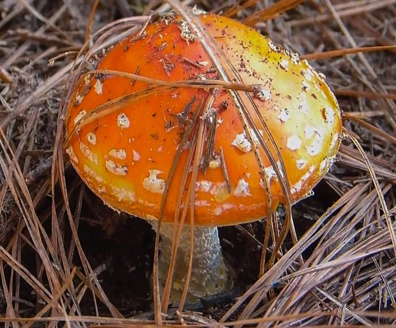 Food in Tedesco Eco Park