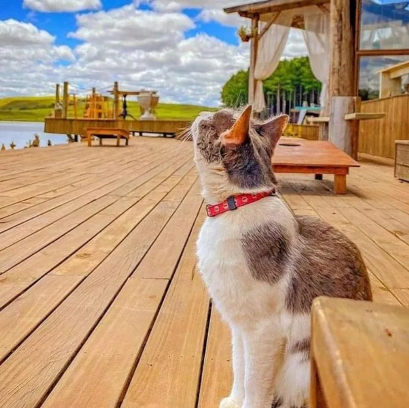 Pets in Tedesco Eco Park