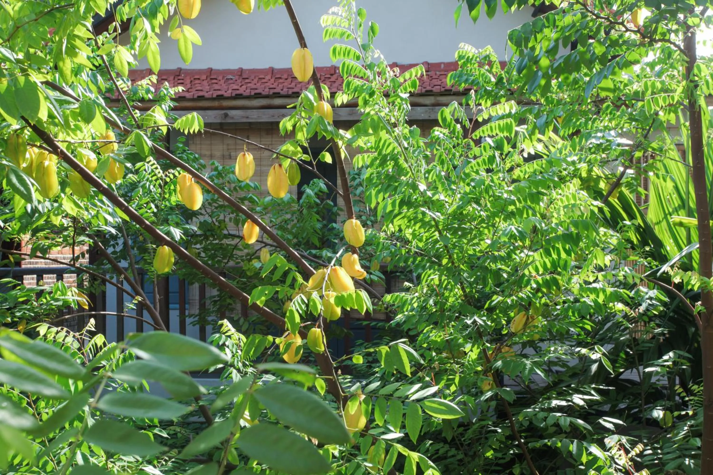 Garden in LittleTamCoc Boutique Villa Ninh Binh