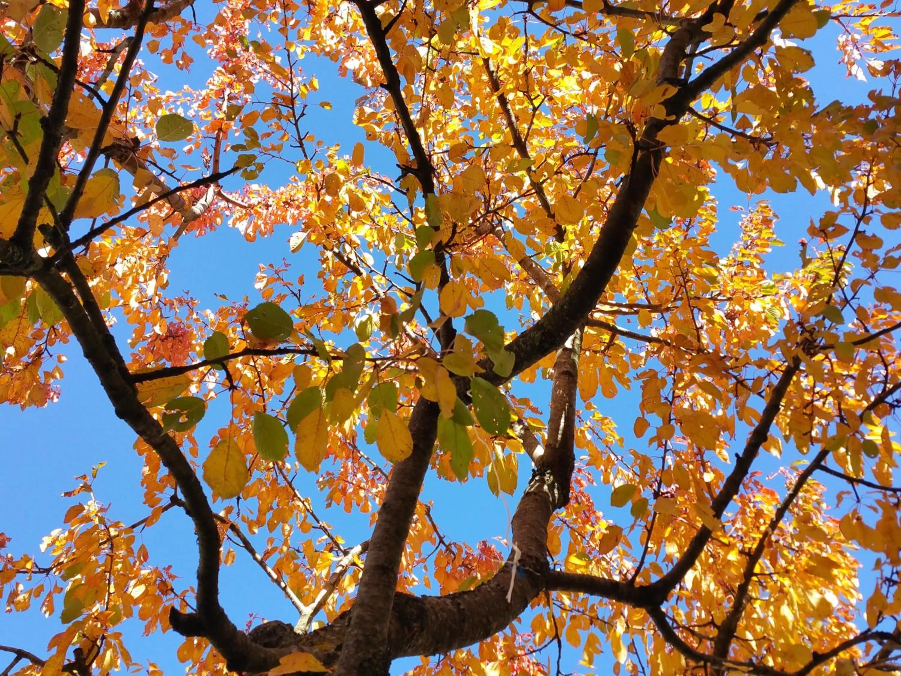 Garden in Appartment Maria