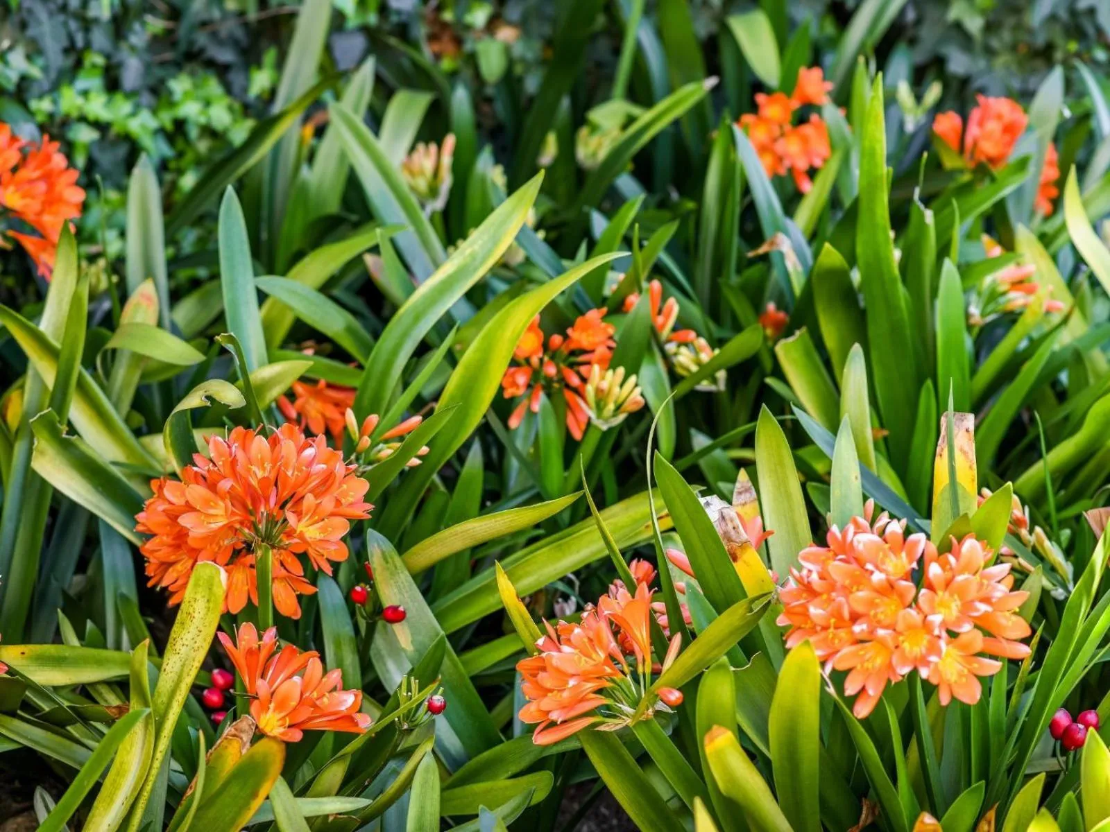 Garden in Four Palms Accommodation