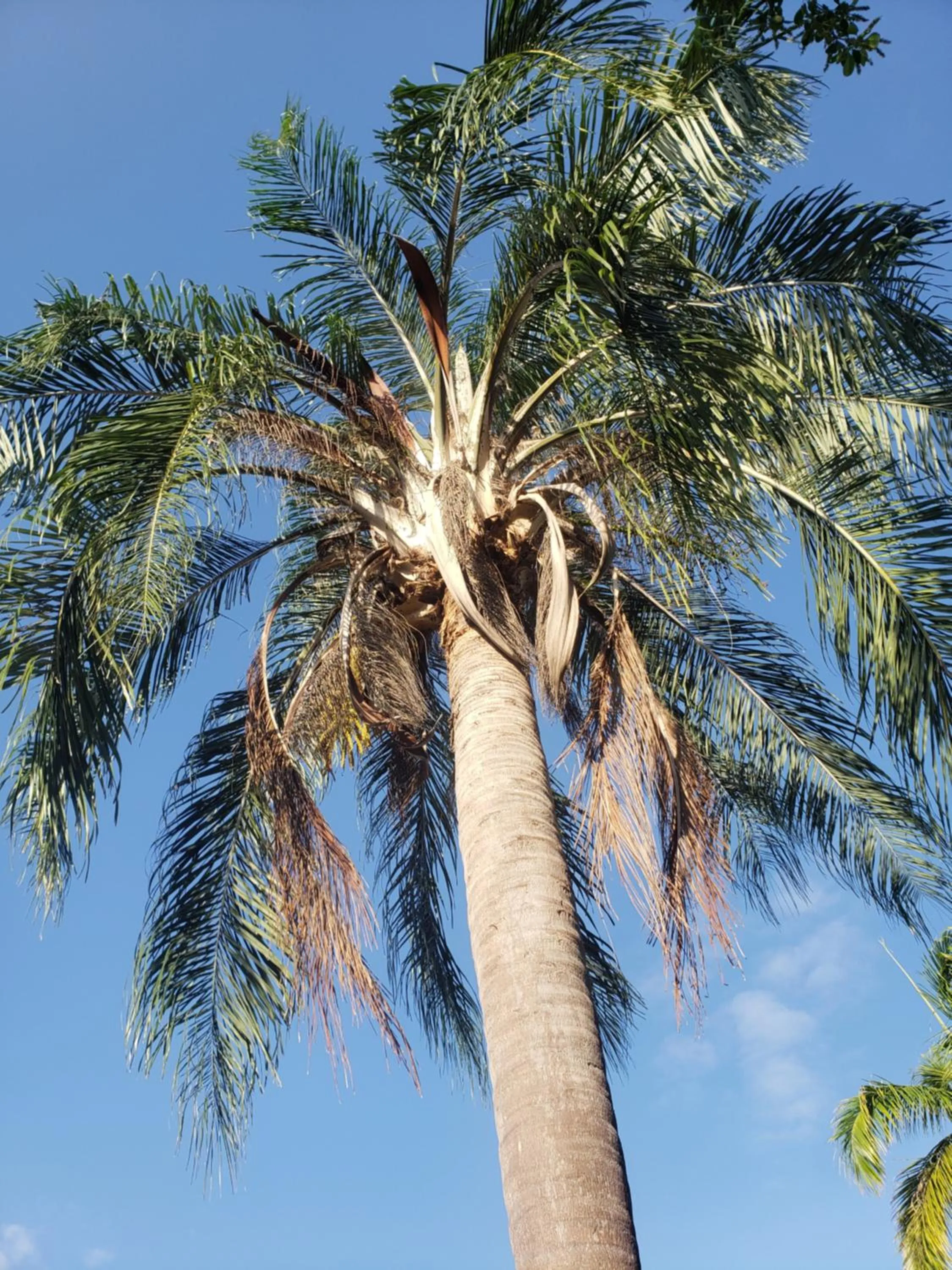 Sea Shell Palms, Ocho Rios