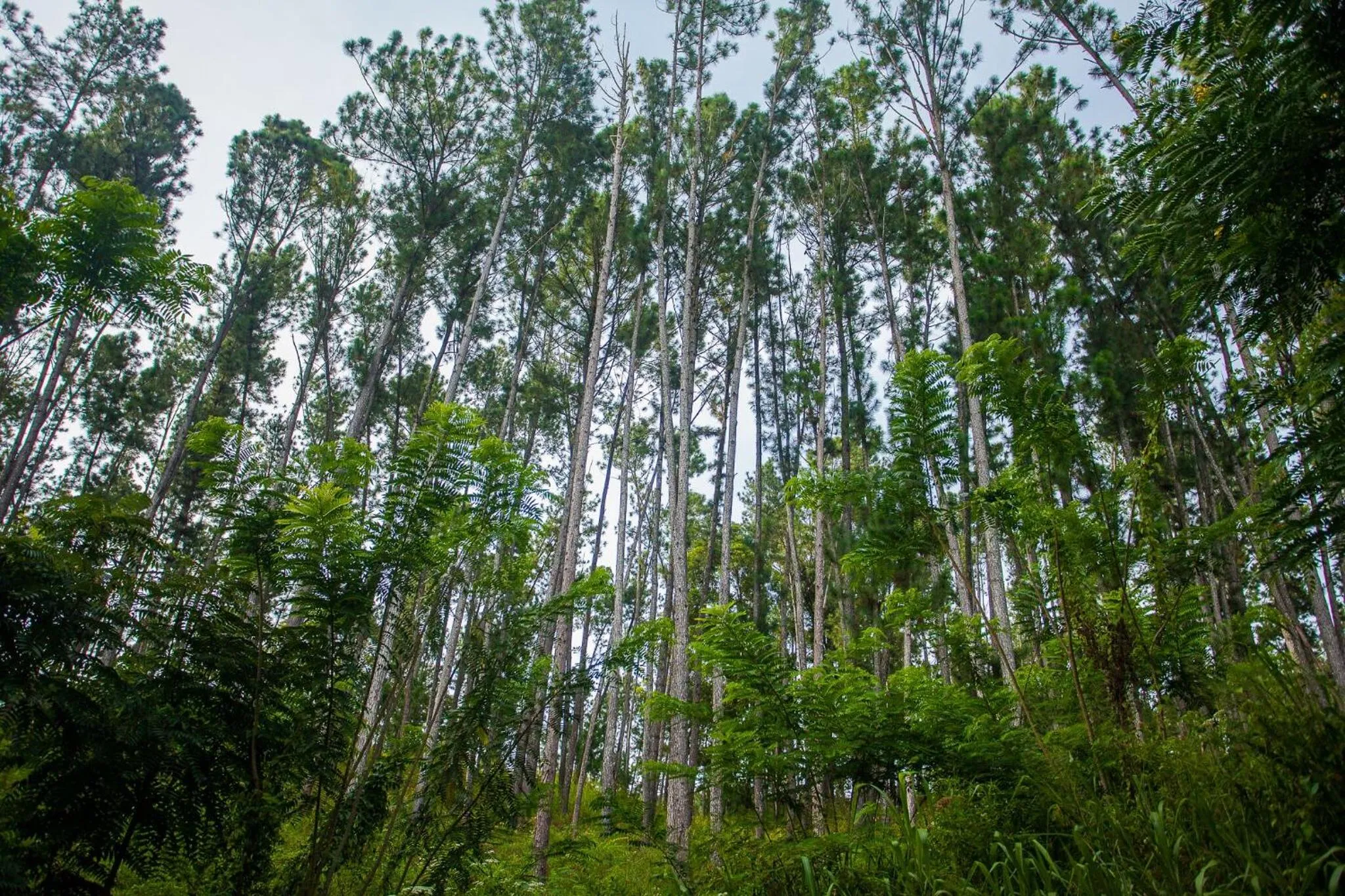 Natural landscape in Ella Forest Paradise Hotel