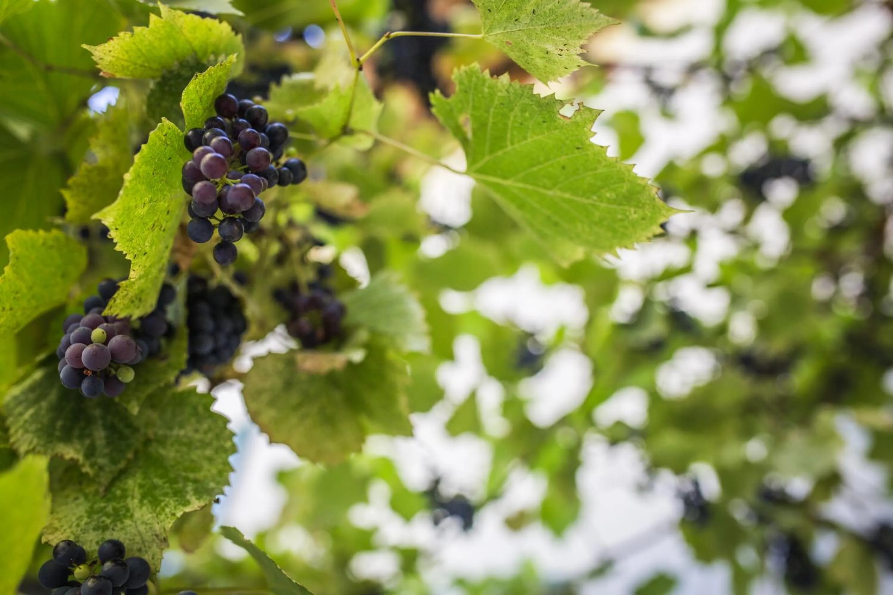 Decorative detail in Hotel La Pergola