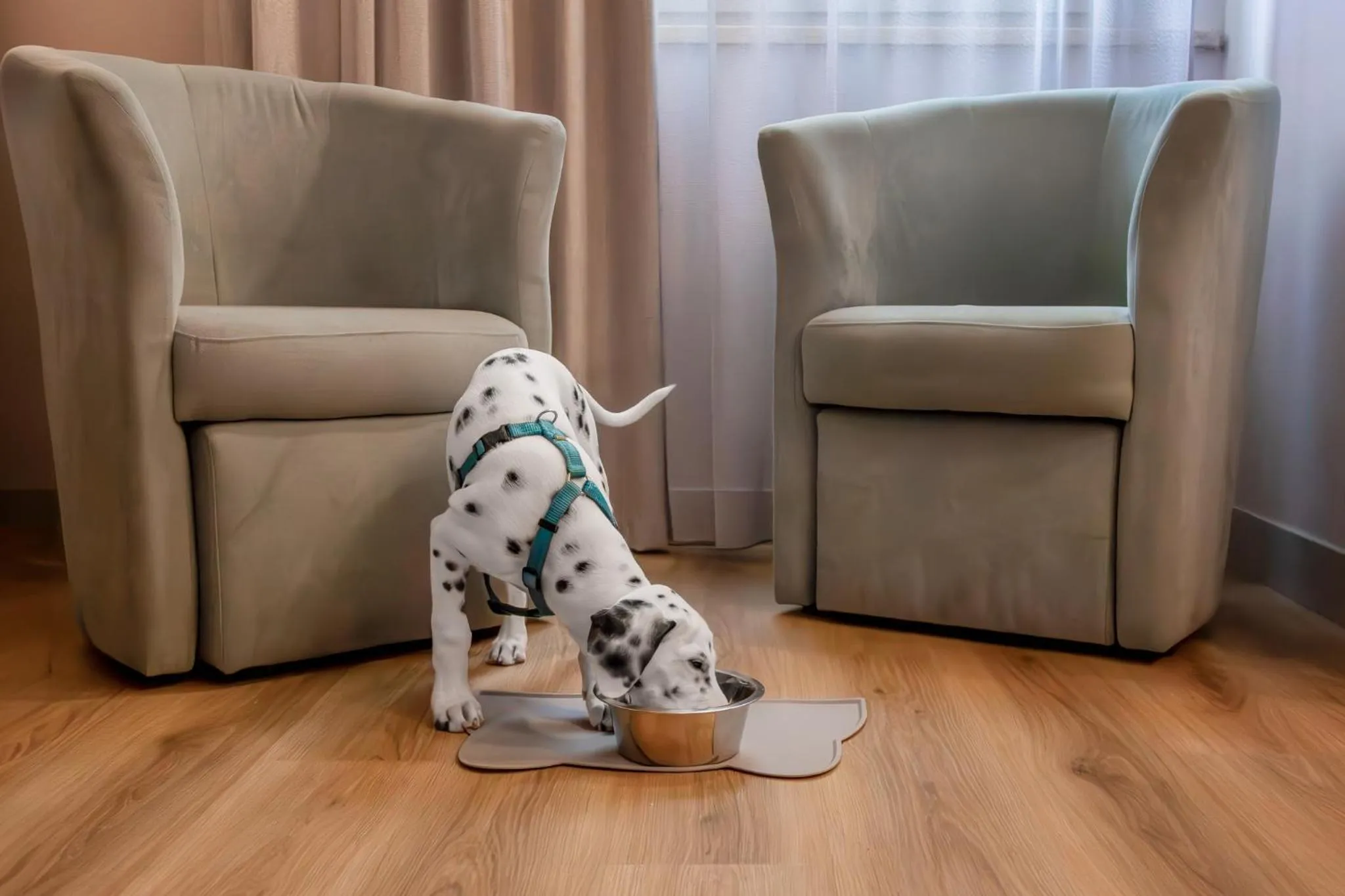 Animals in Hotel De La Ville depandance di Hotel Augustus