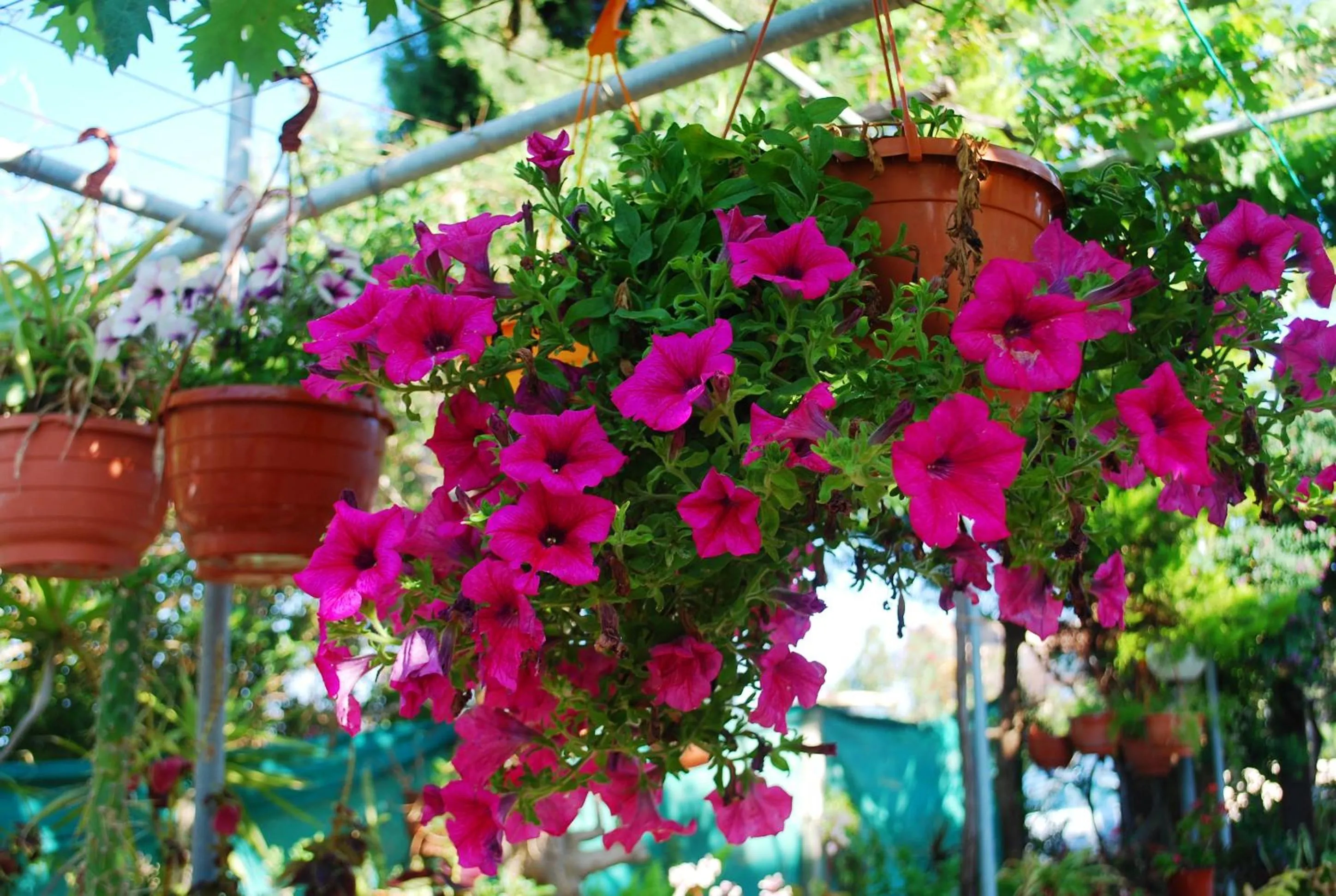 Restaurant/places to eat in Georgia Apartments