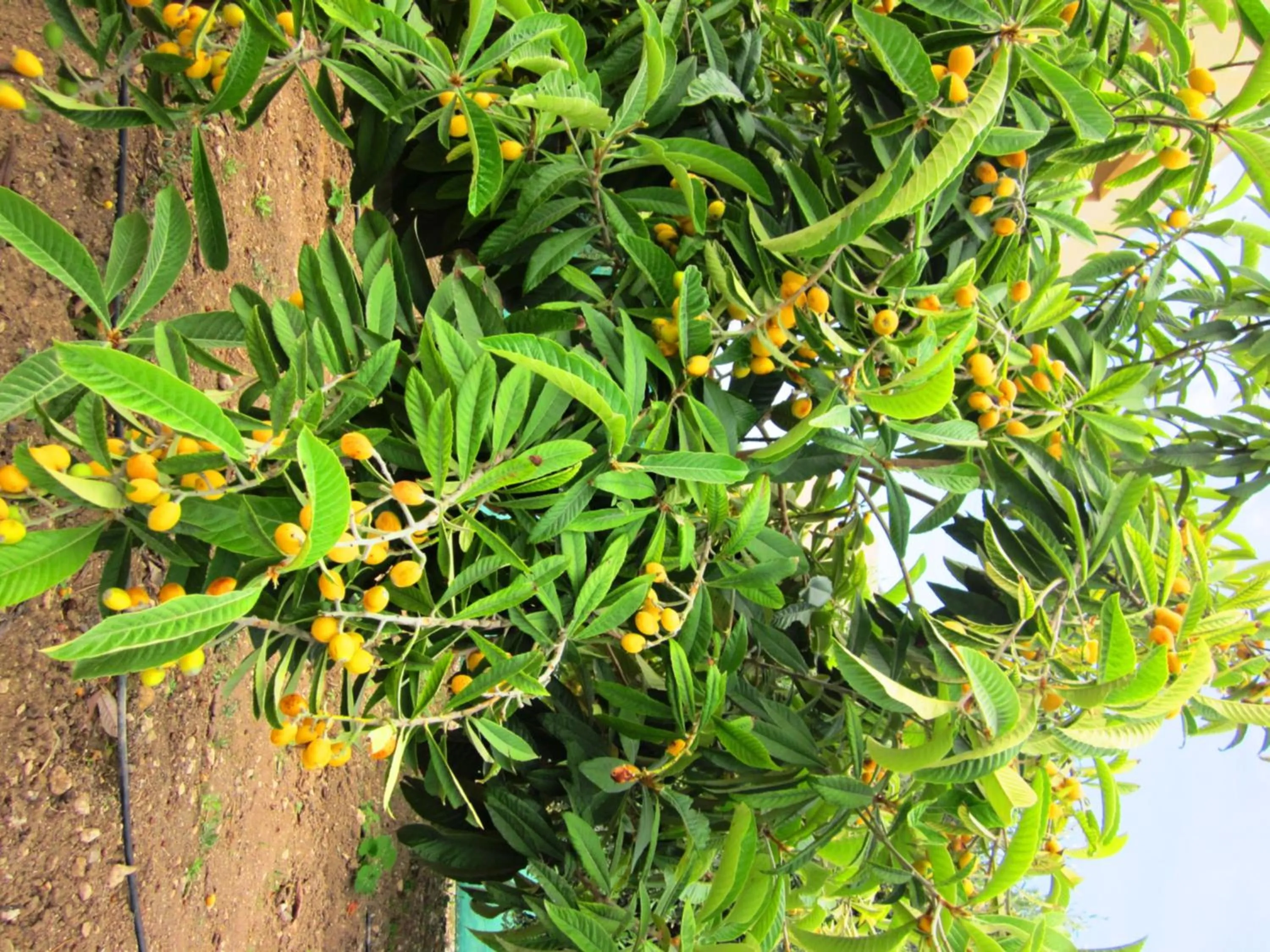 Garden in Georgia Apartments