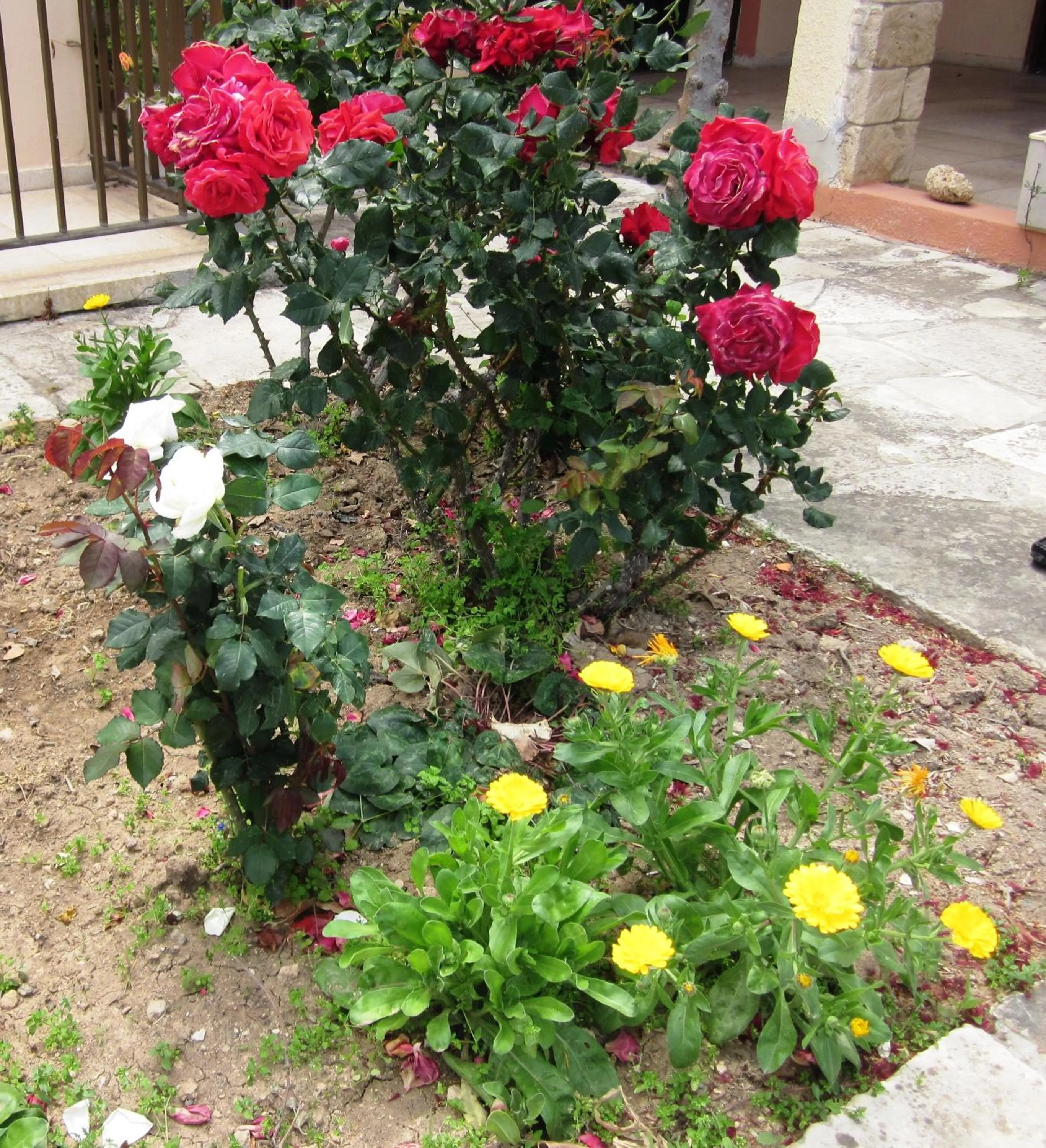 Garden in Georgia Apartments