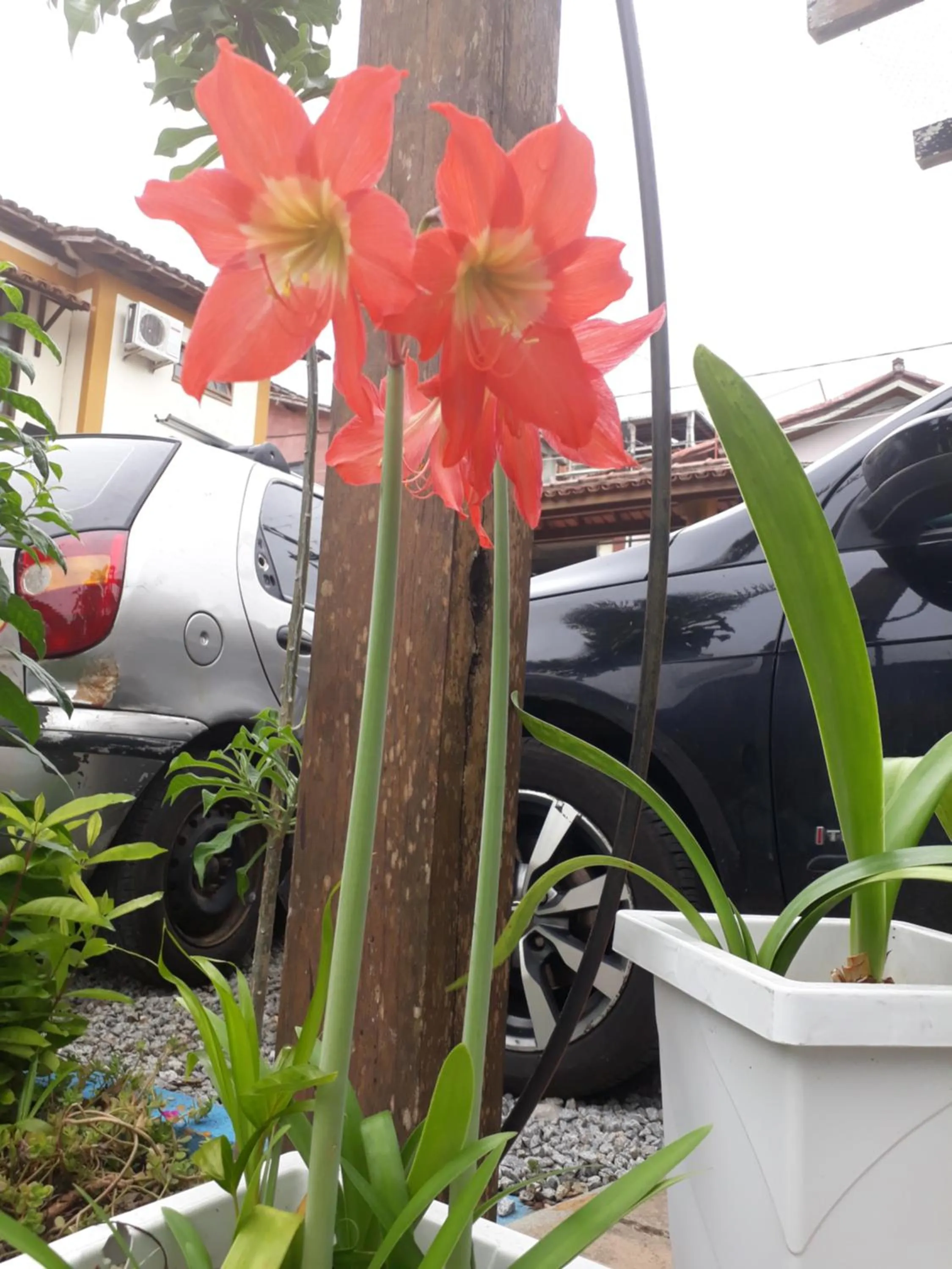 Garden in Pousada A Flor da Terra
