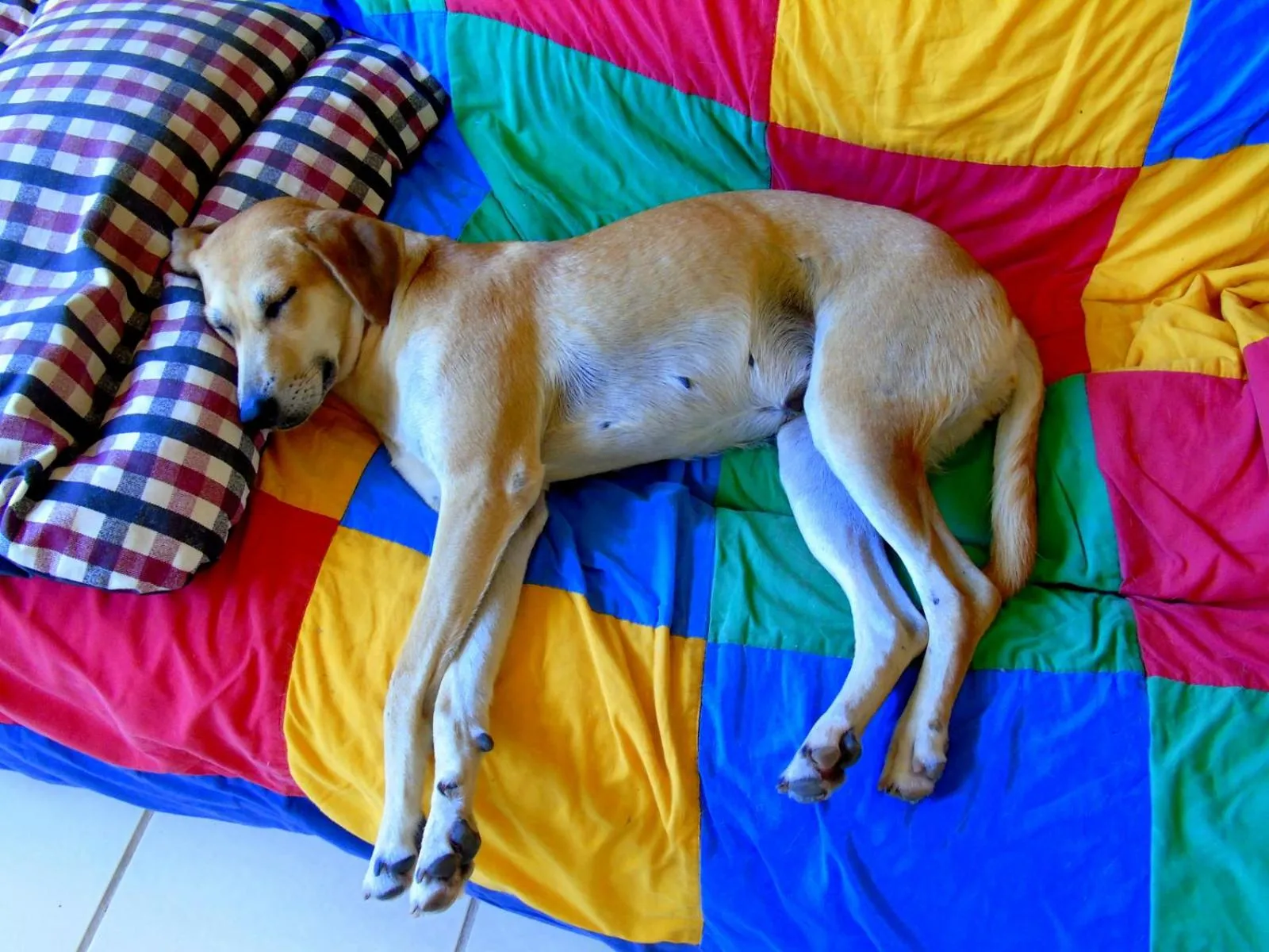 Pets in Pousada A Flor da Terra