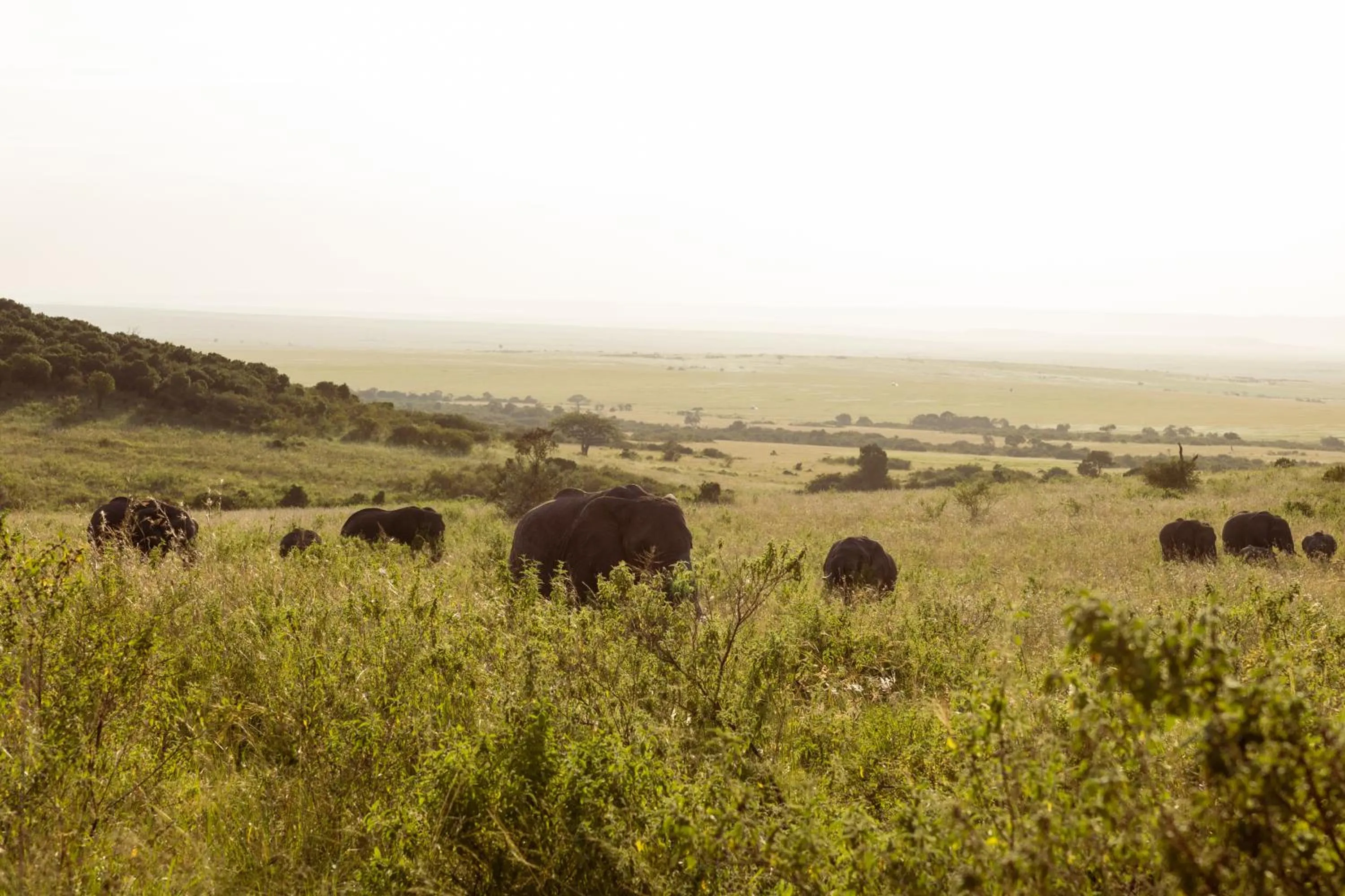 Animals in Muthu Keekorok Lodge, Maasai Mara, Narok