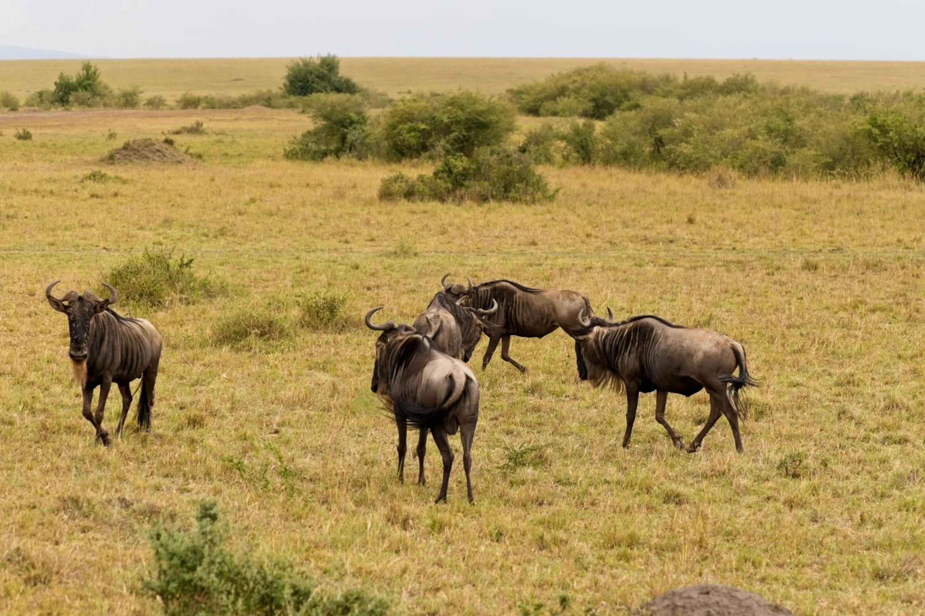 Day in Muthu Keekorok Lodge, Maasai Mara, Narok