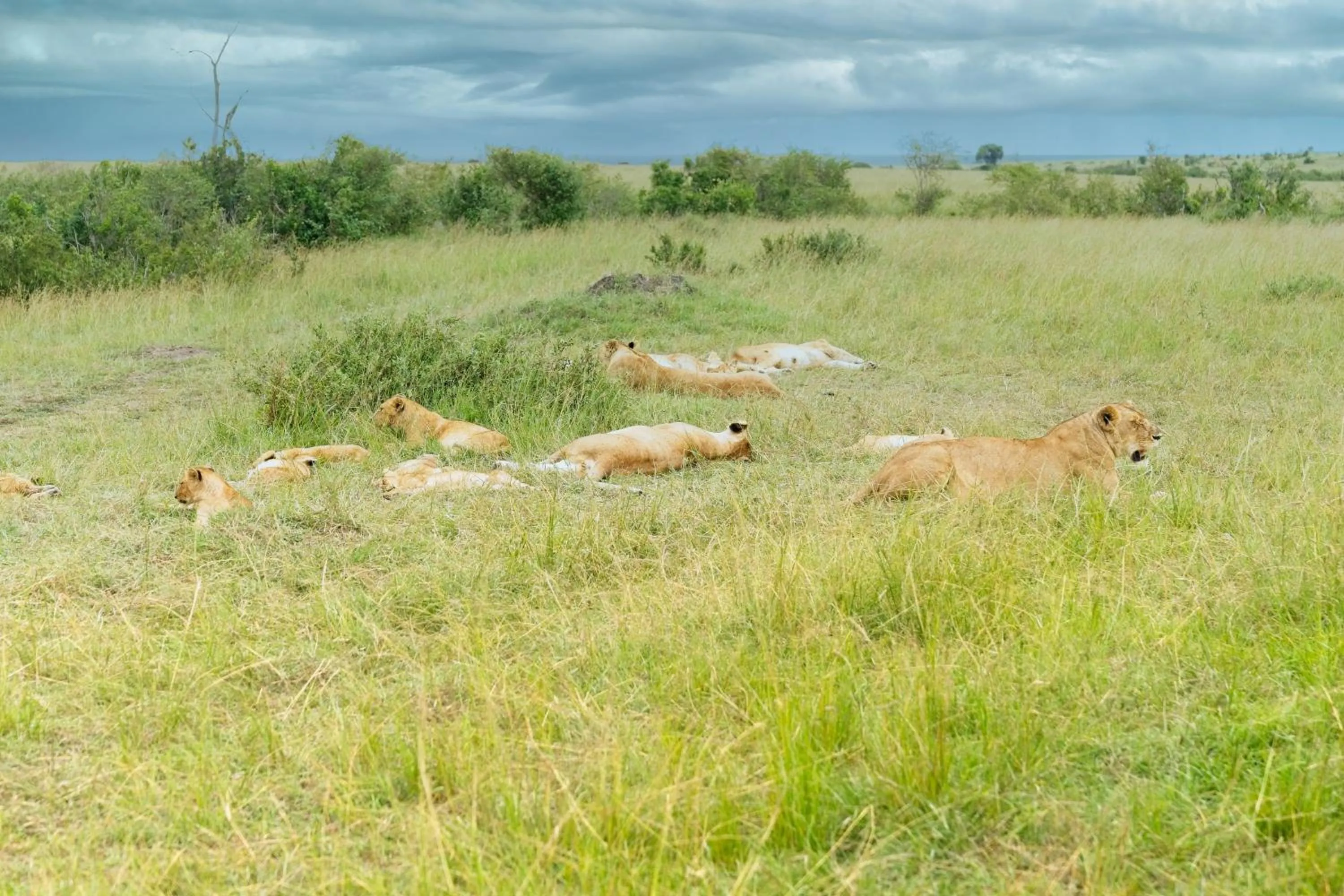 Day in Muthu Keekorok Lodge, Maasai Mara, Narok