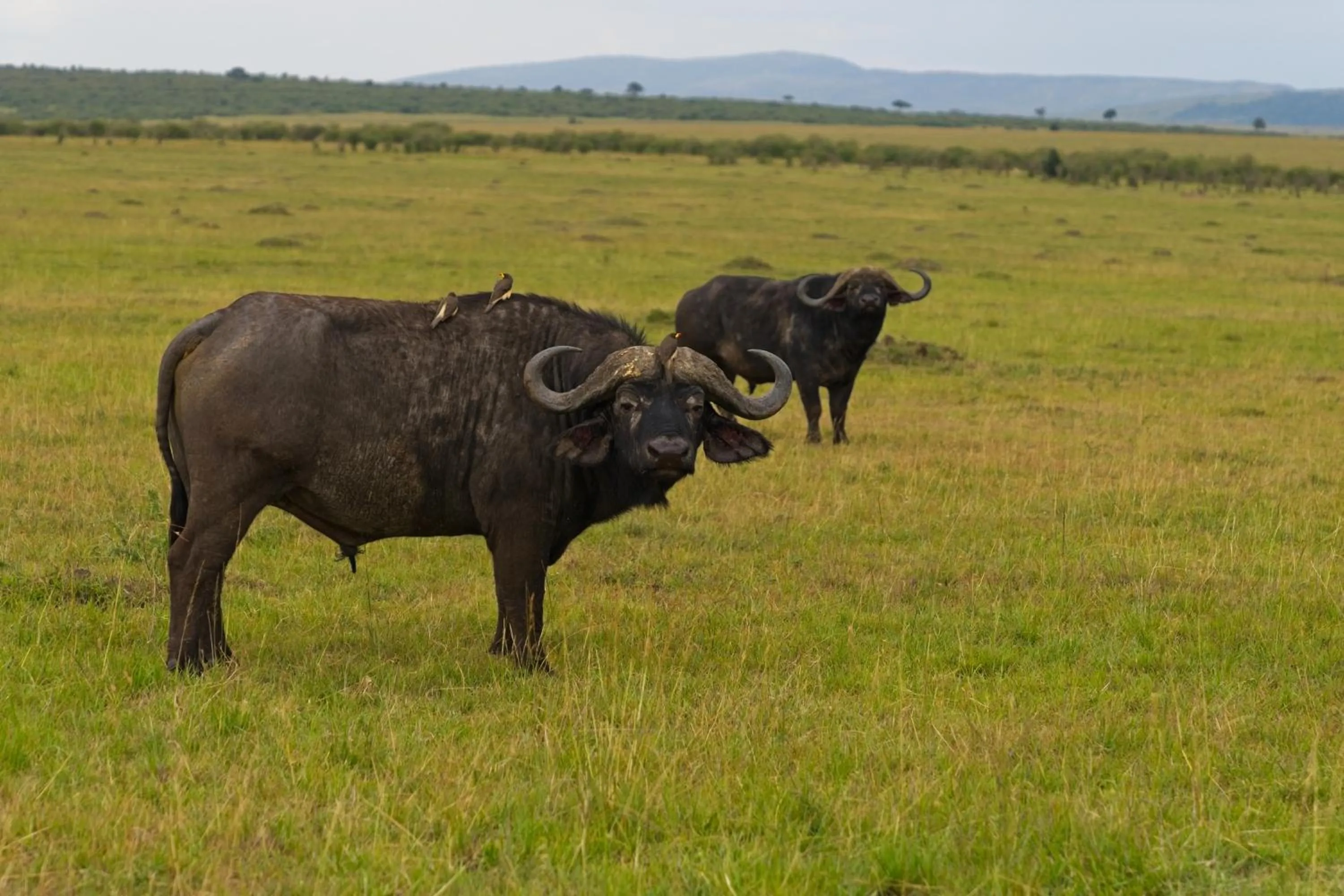 Day in Muthu Keekorok Lodge, Maasai Mara, Narok