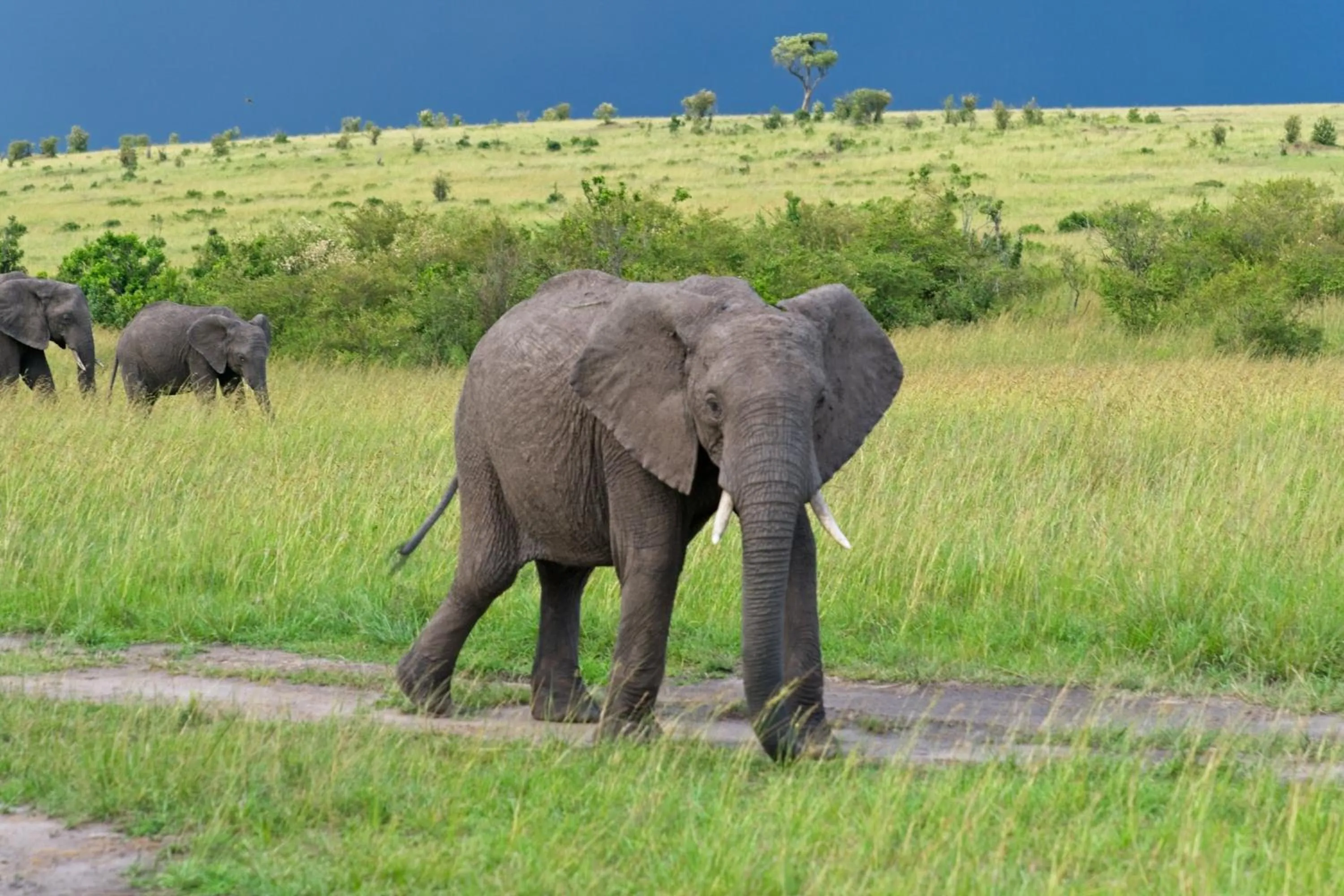 Day in Muthu Keekorok Lodge, Maasai Mara, Narok
