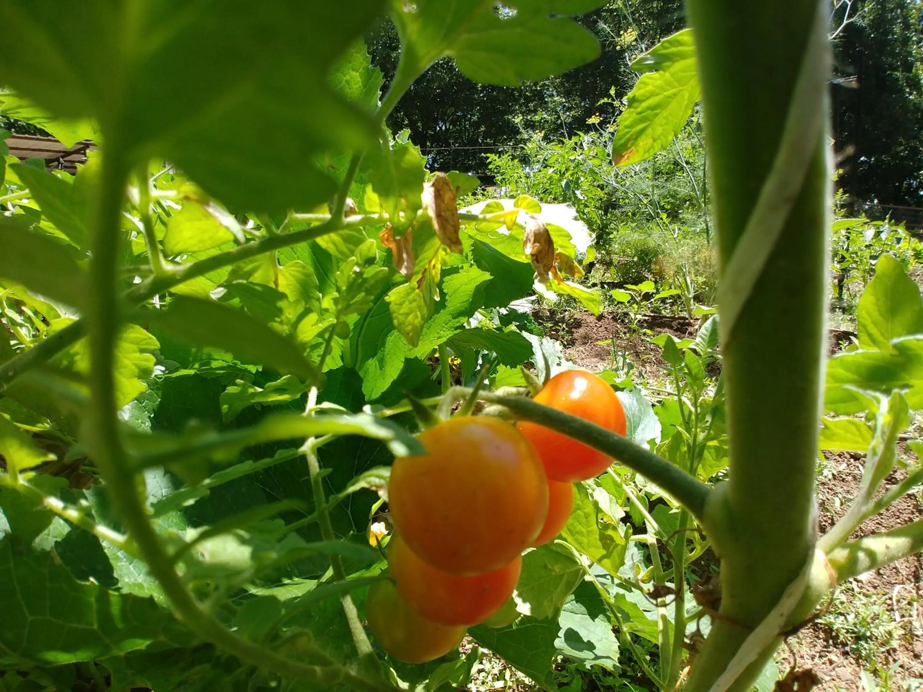 Garden in Vitrage Holiday Village and Spa