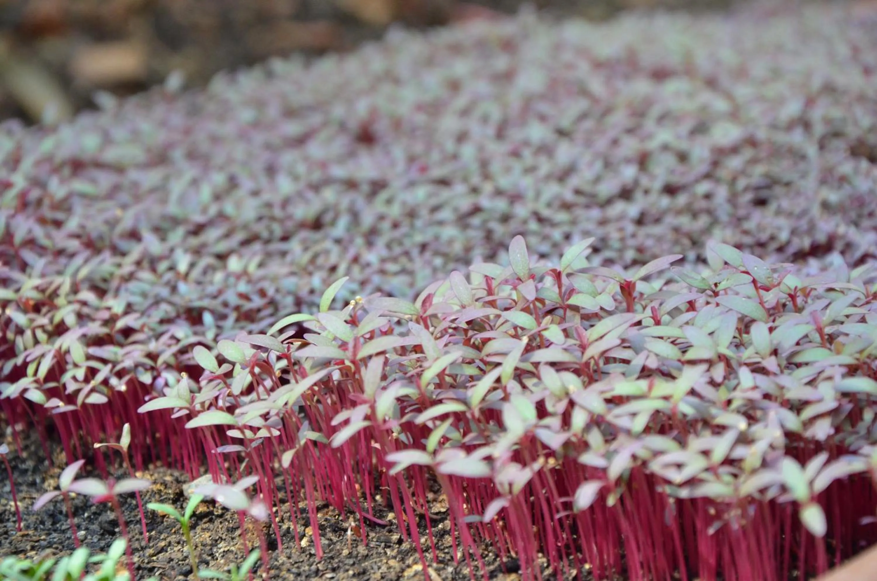 Garden in Vitrage Holiday Village and Spa