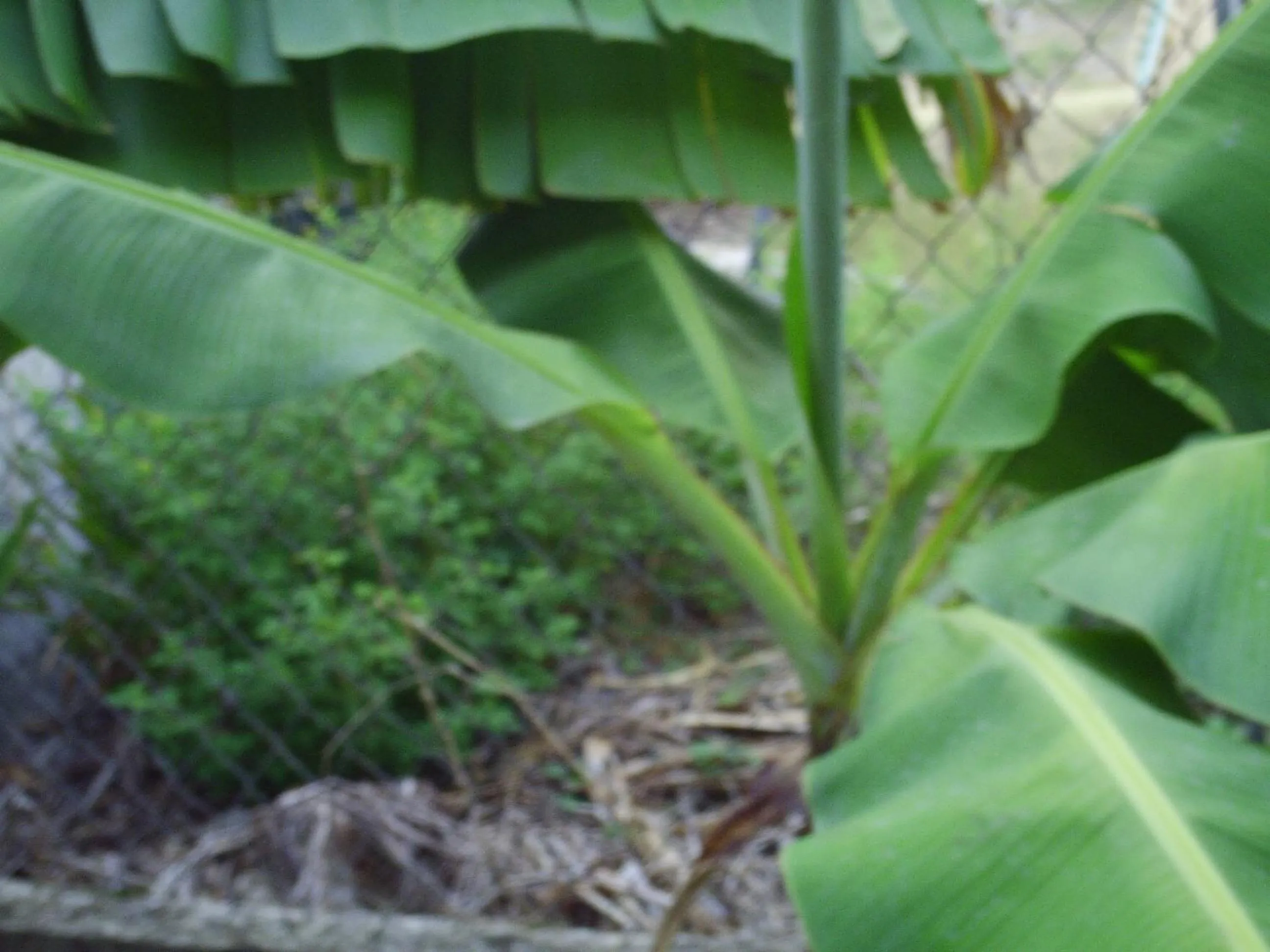Garden in LeMarida Suites