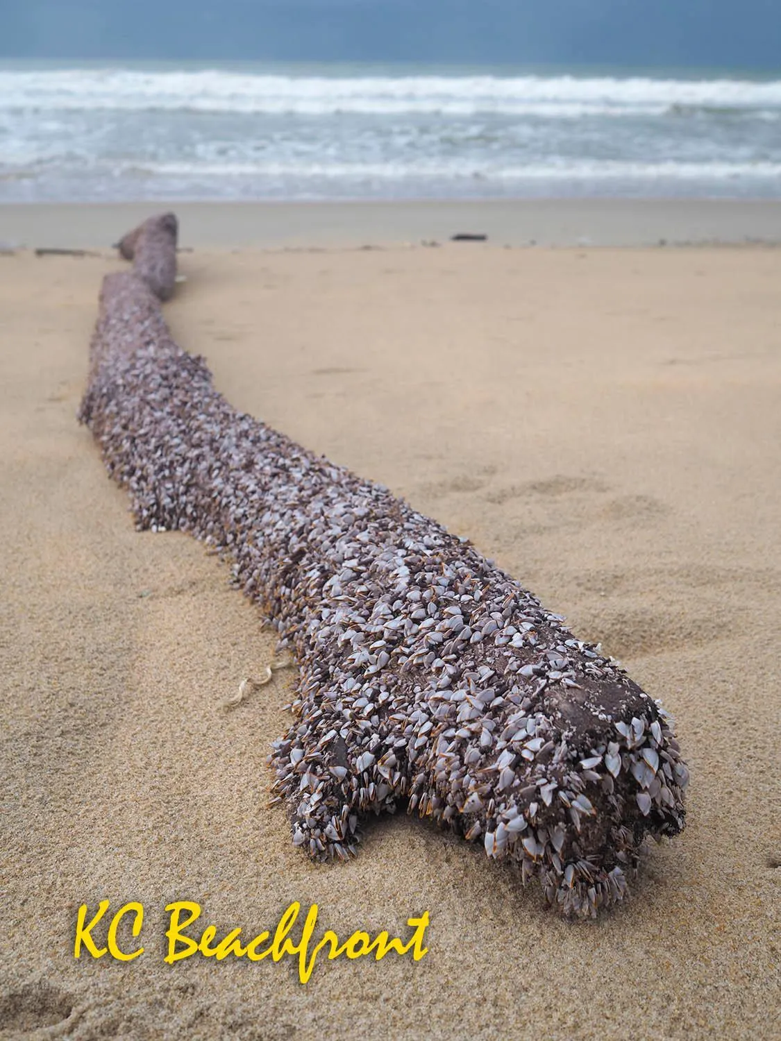 KC Beachfront