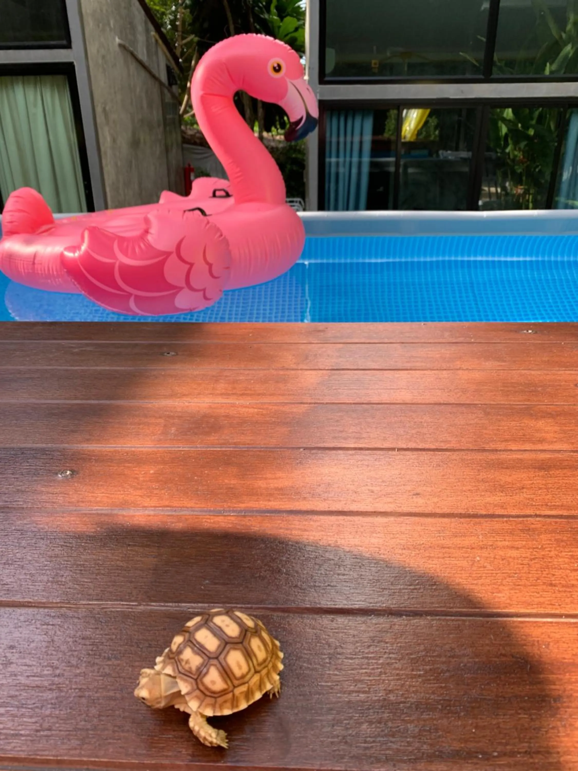 Swimming pool in BeachBox@Koh Сhang