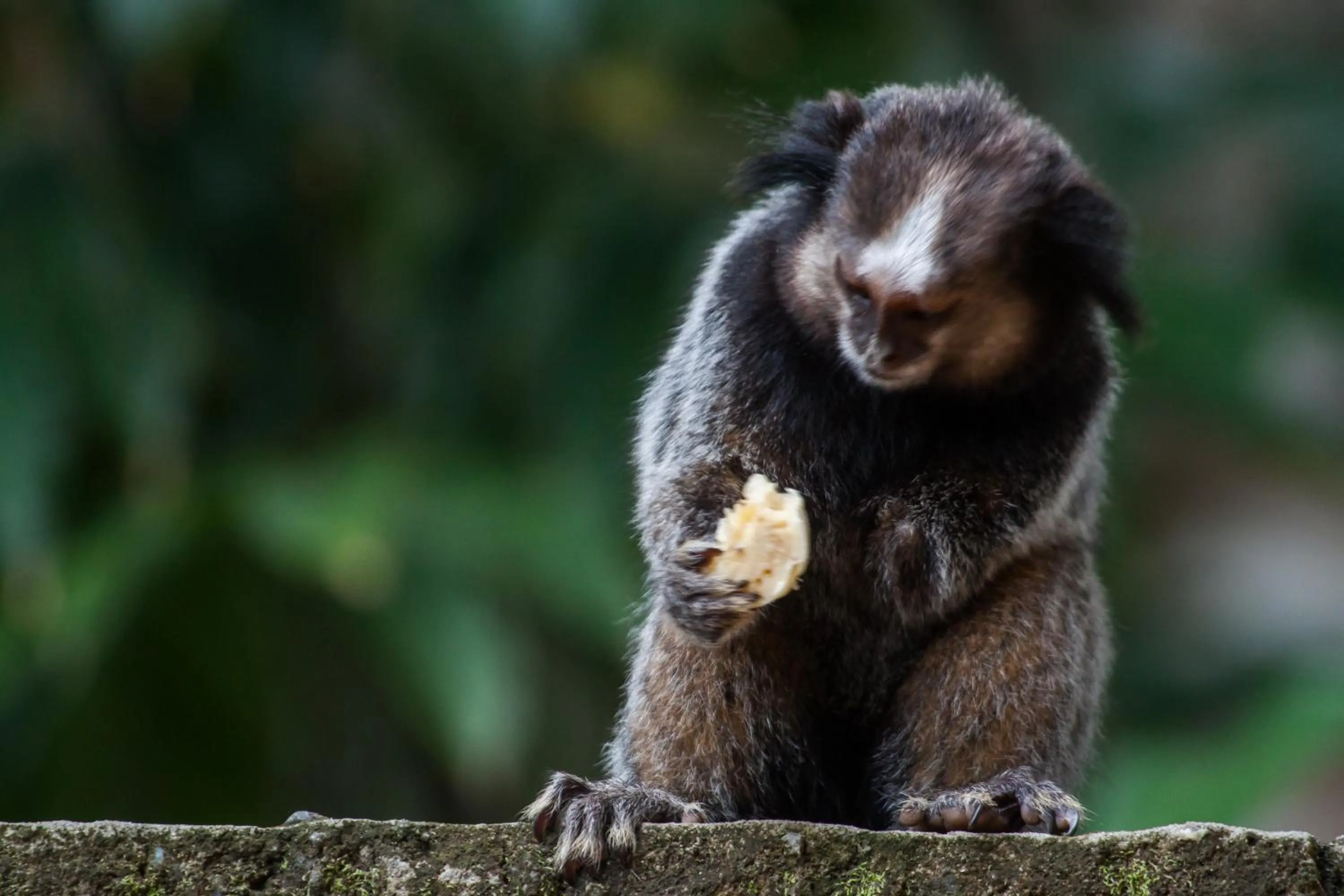 Animals in Pousada Espaço do Sagui - Taipu de Fora