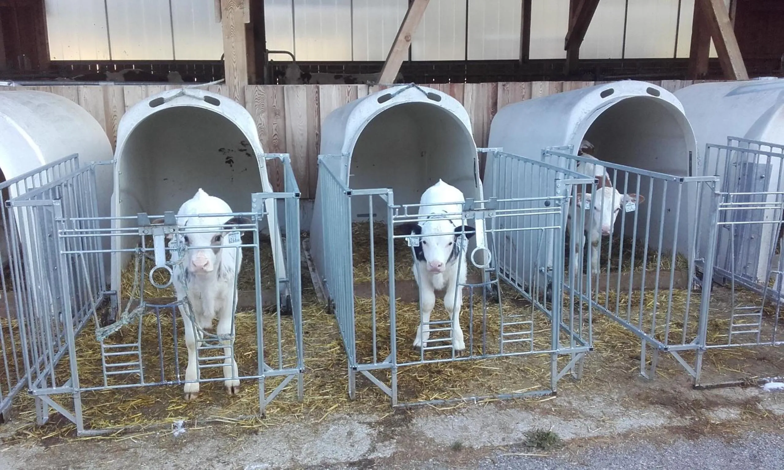 Animals in Ferienhaus Reinfrank