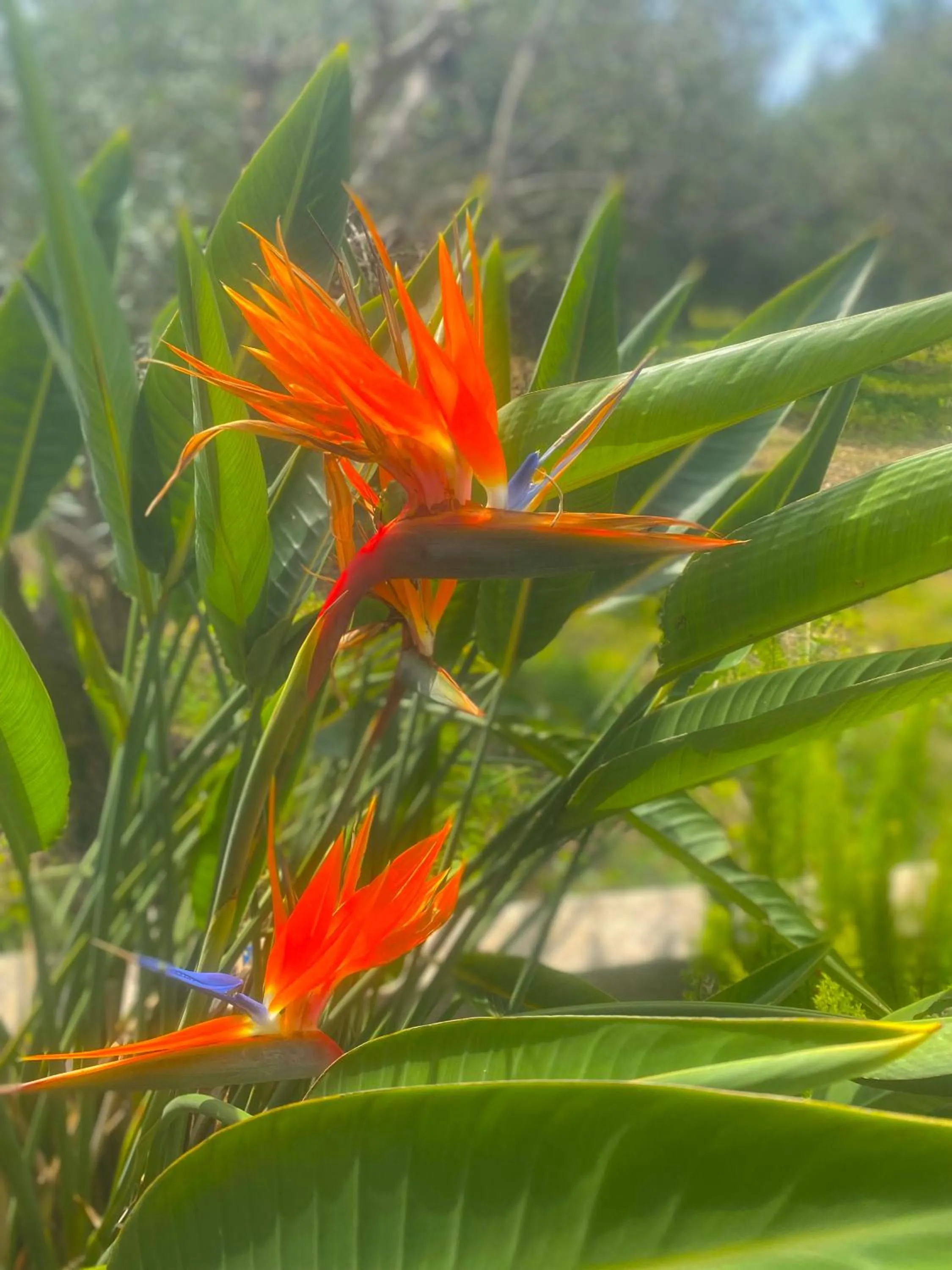 Garden view in Natura cottages
