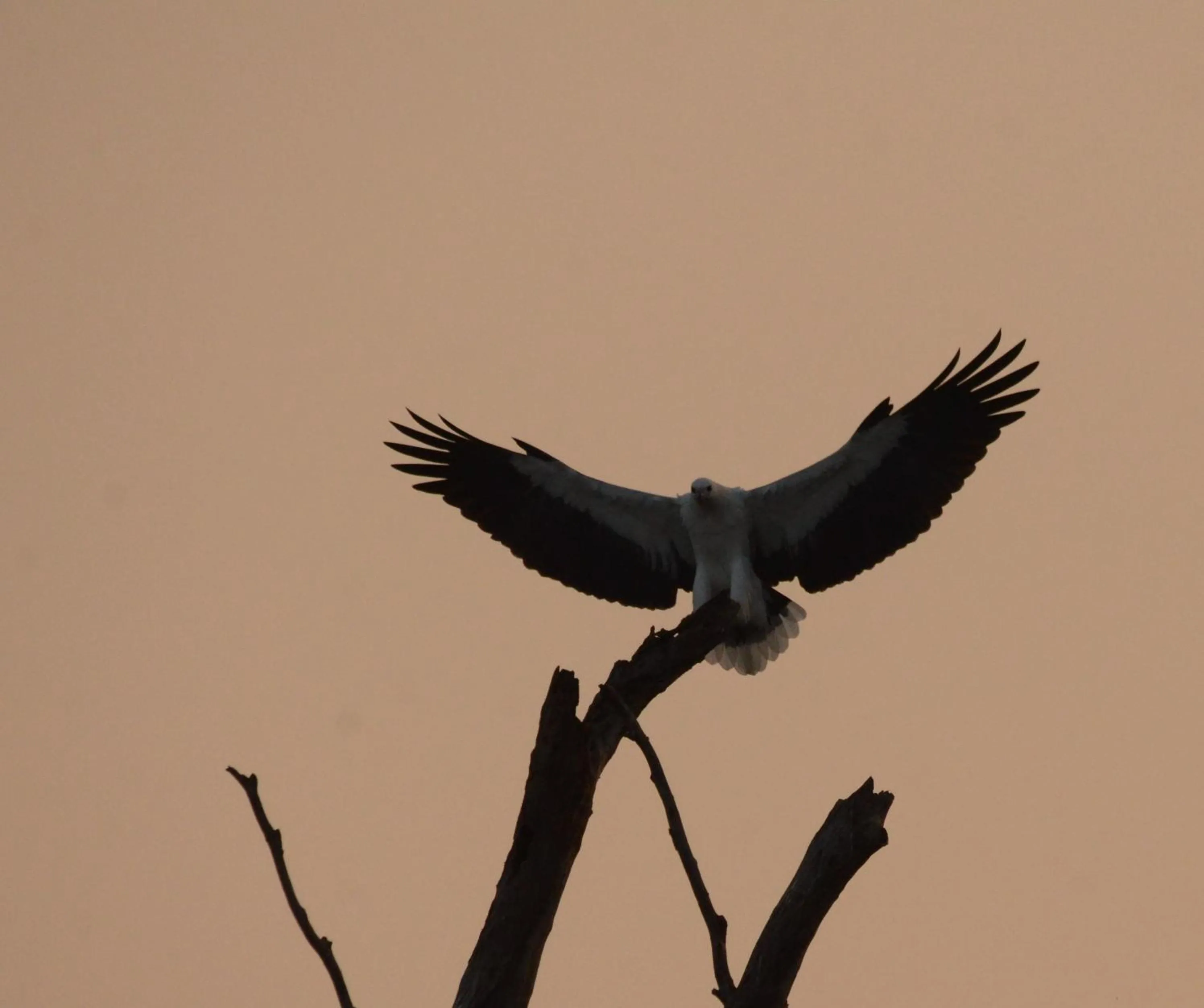 Animals in Sigiriya King's Resort