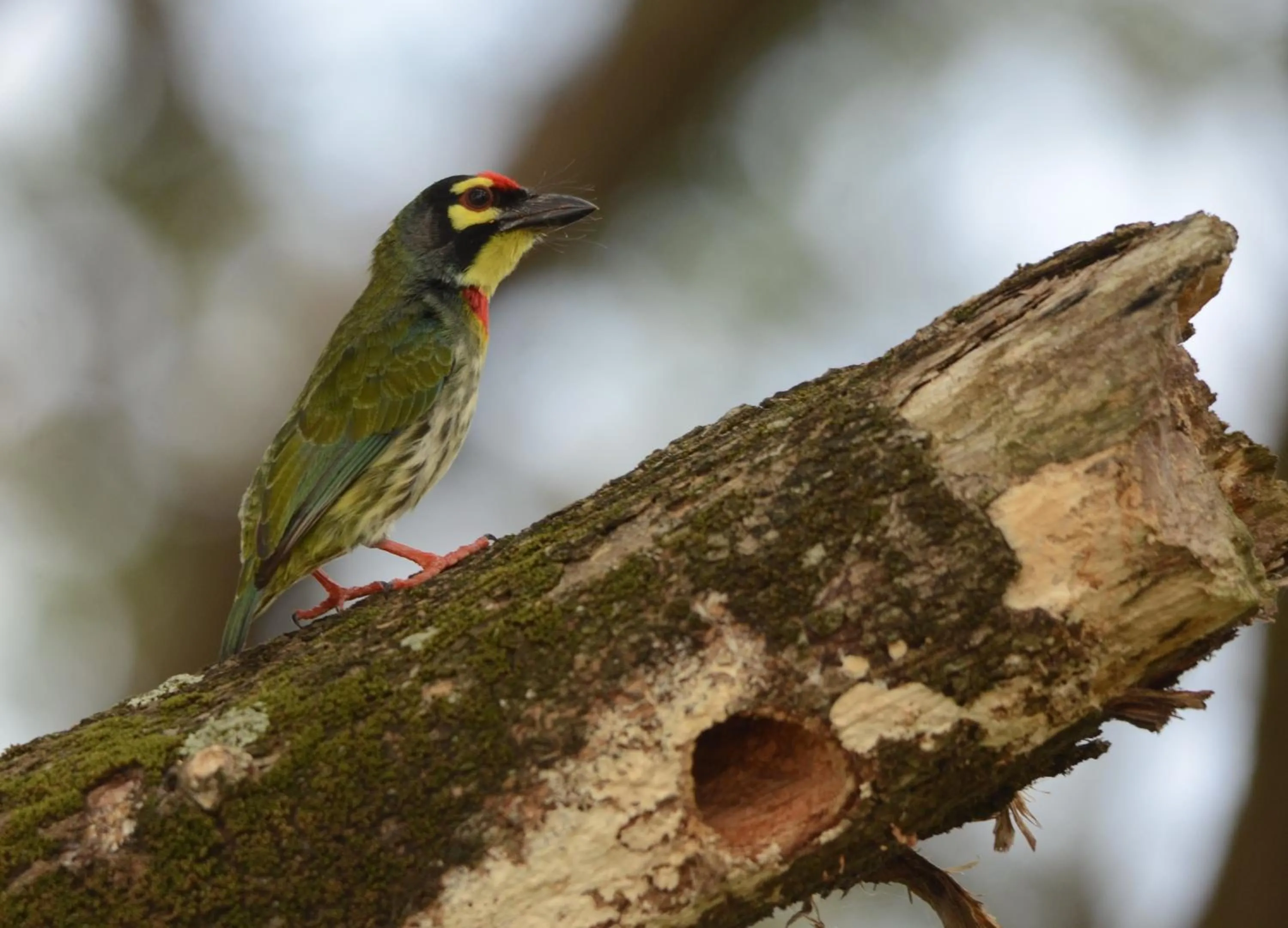 Animals in Sigiriya King's Resort
