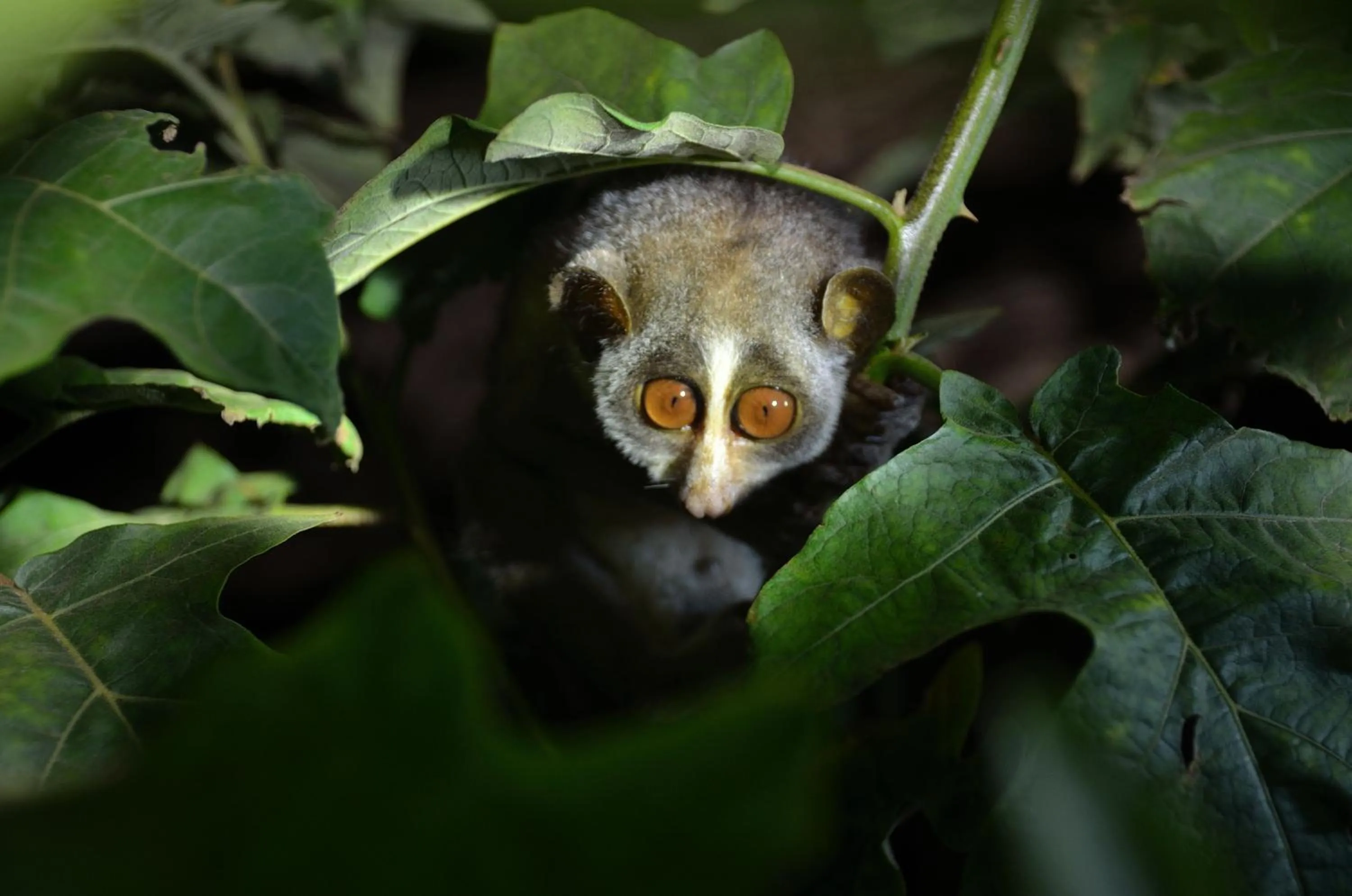 Animals in Sigiriya King's Resort