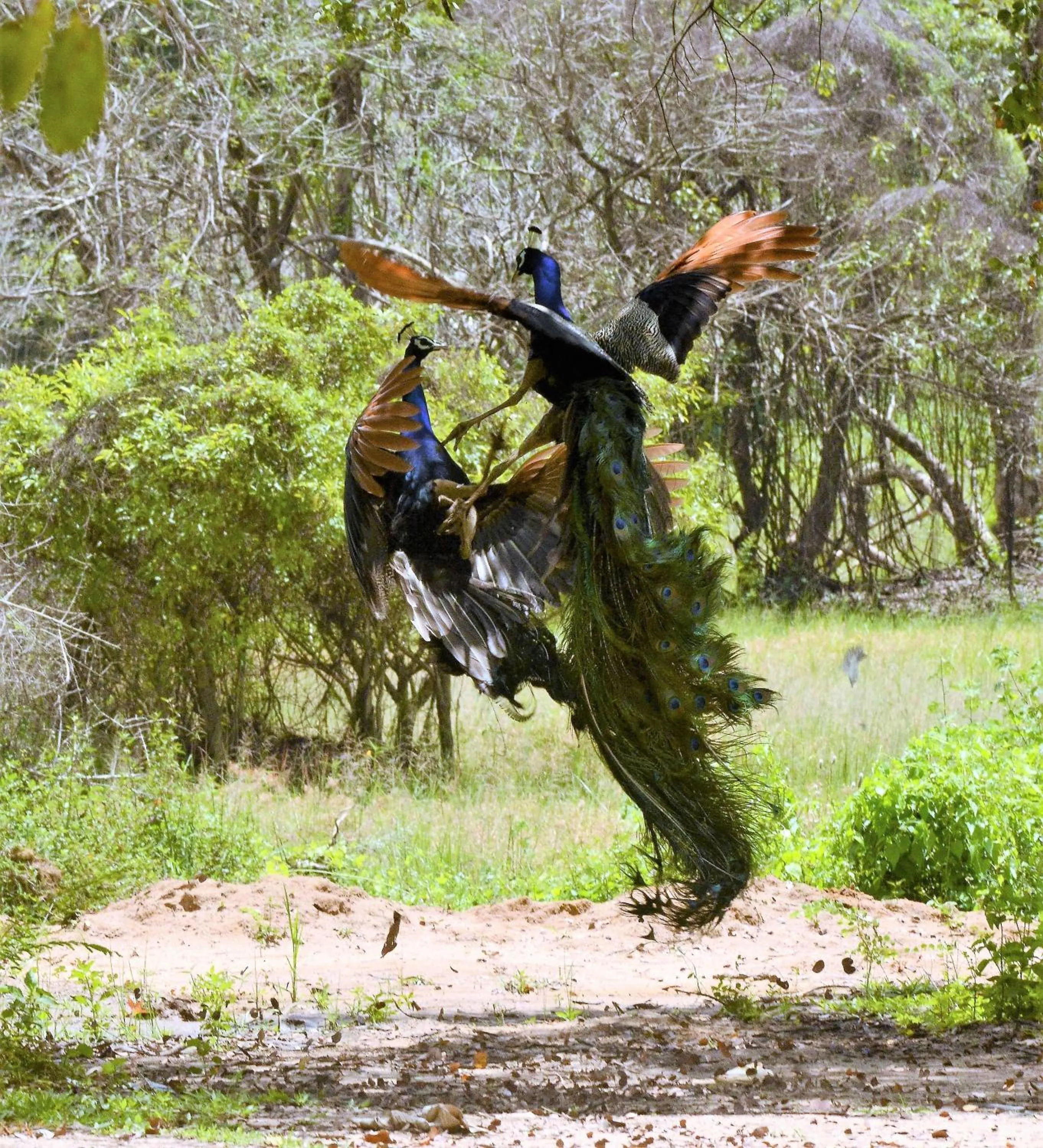 Animals in Sigiriya King's Resort