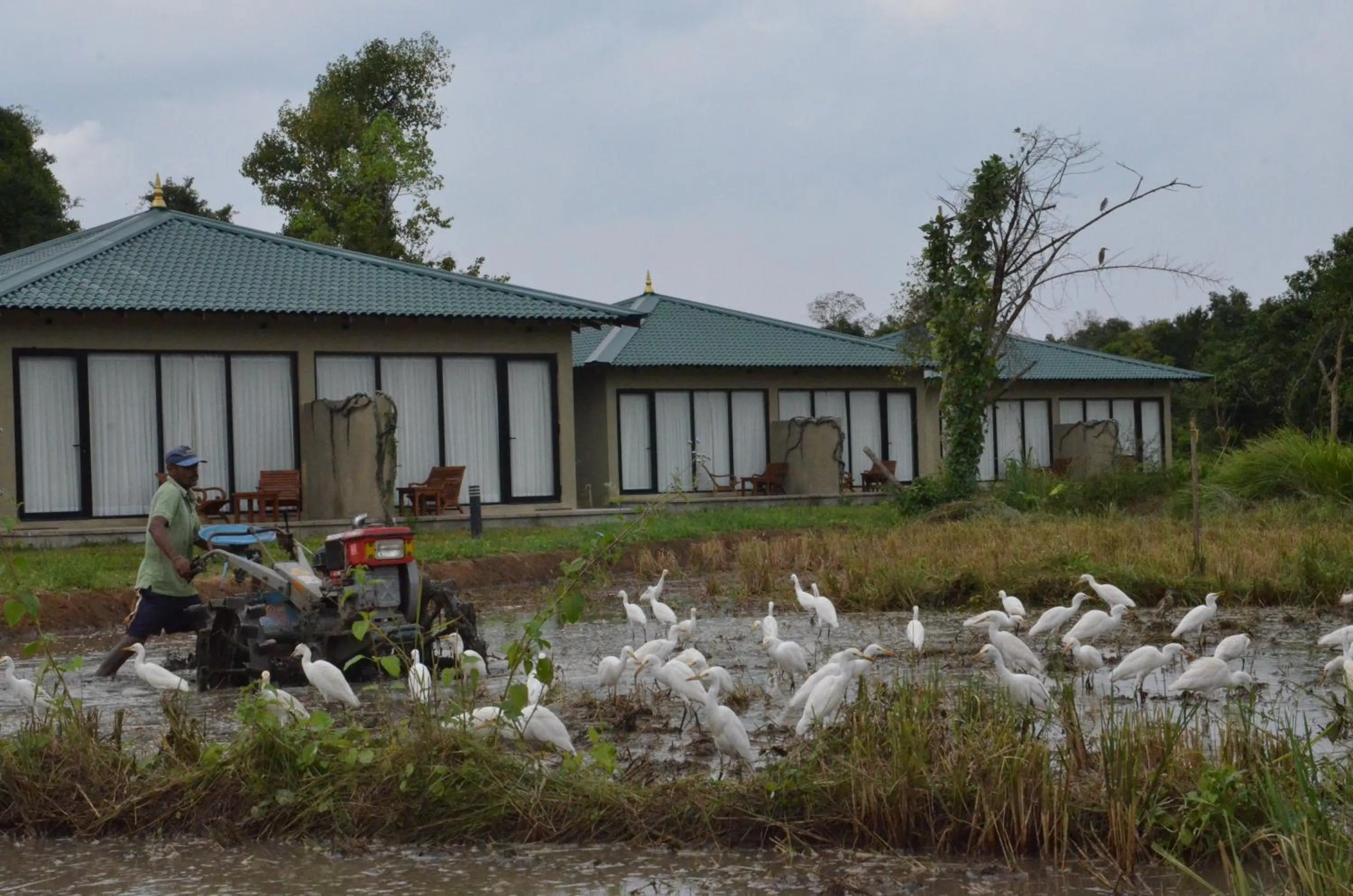 Garden in Sigiriya King's Resort