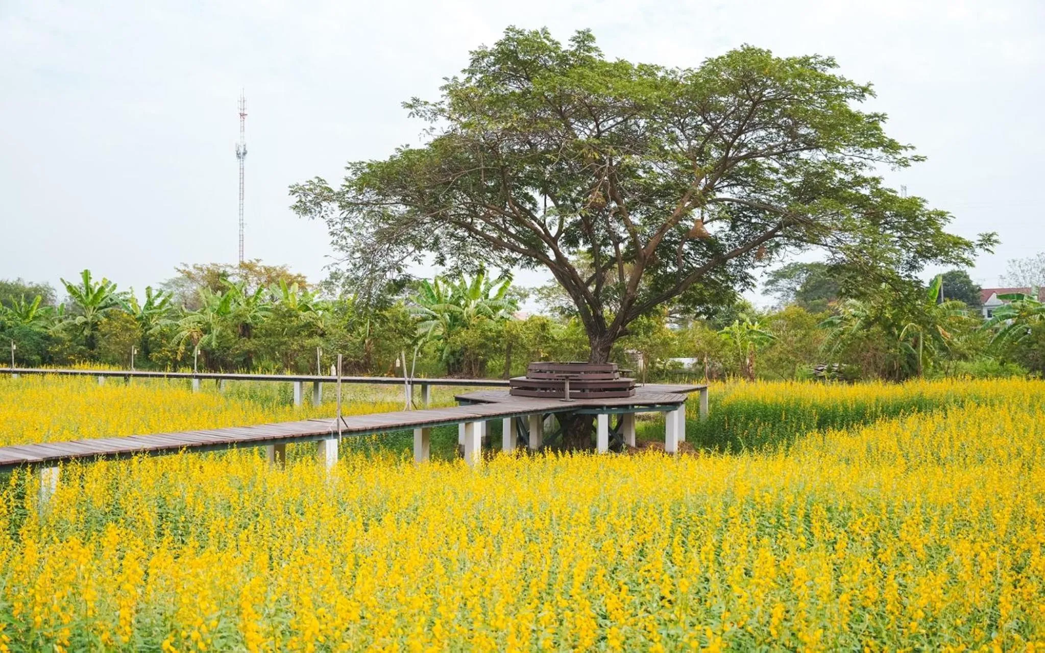 Spring in The Cavalli Casa Resort