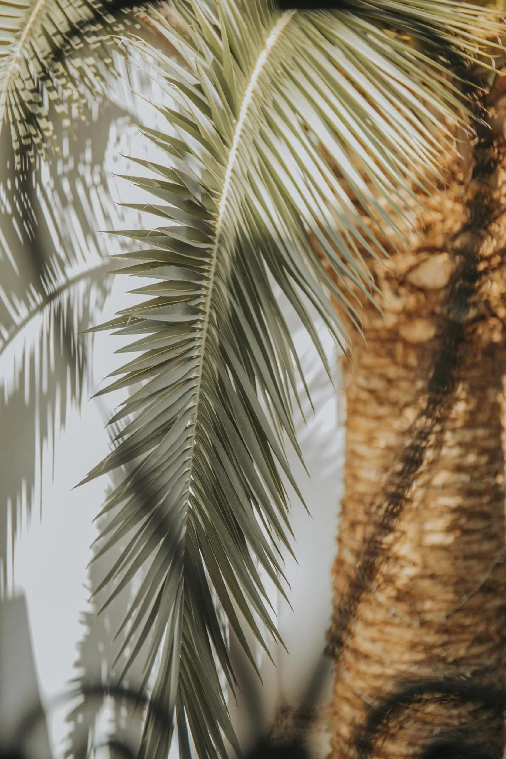 Decorative detail in Dar Zelda