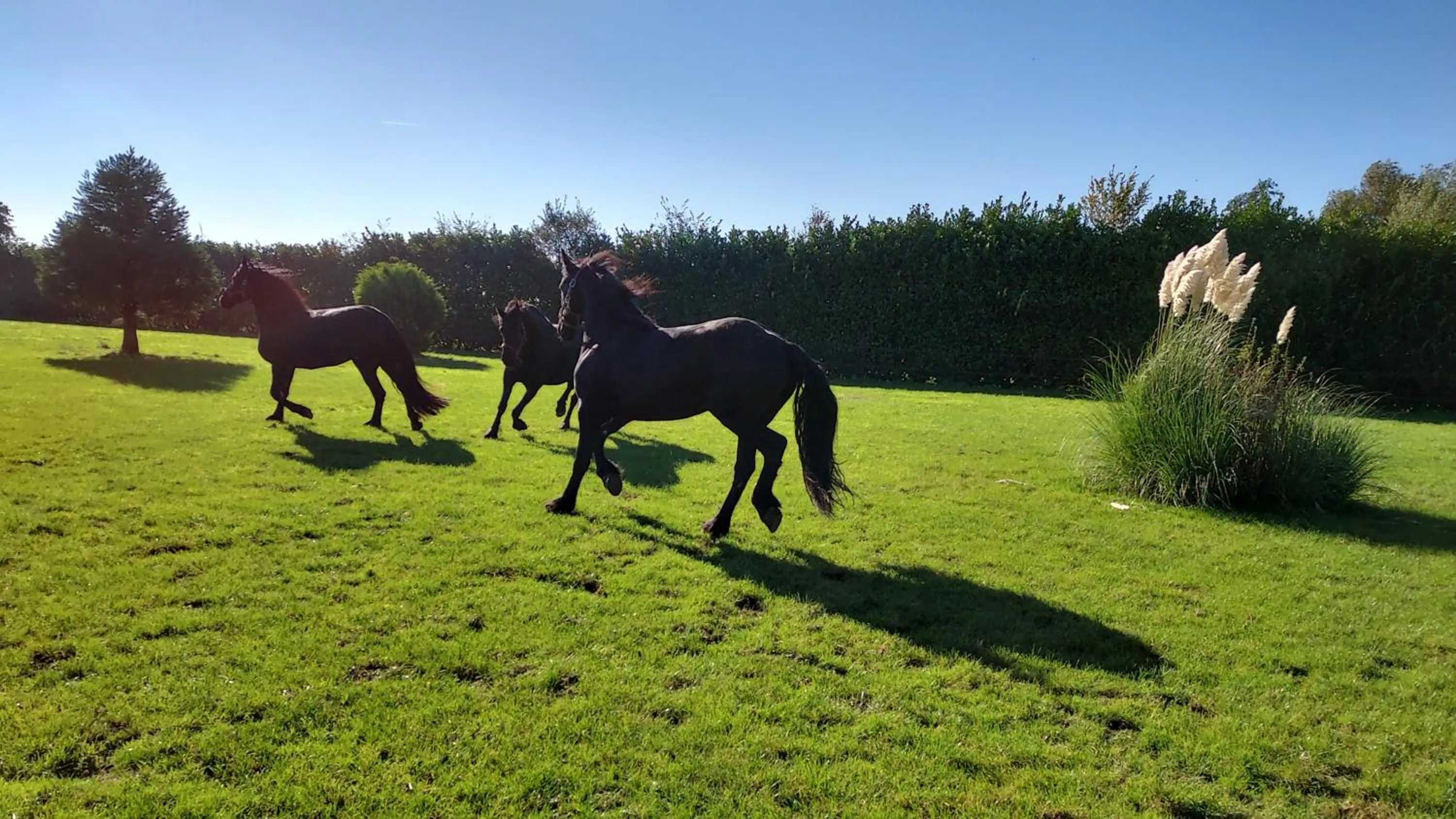 Animals in lodge 61 hotel aan het water