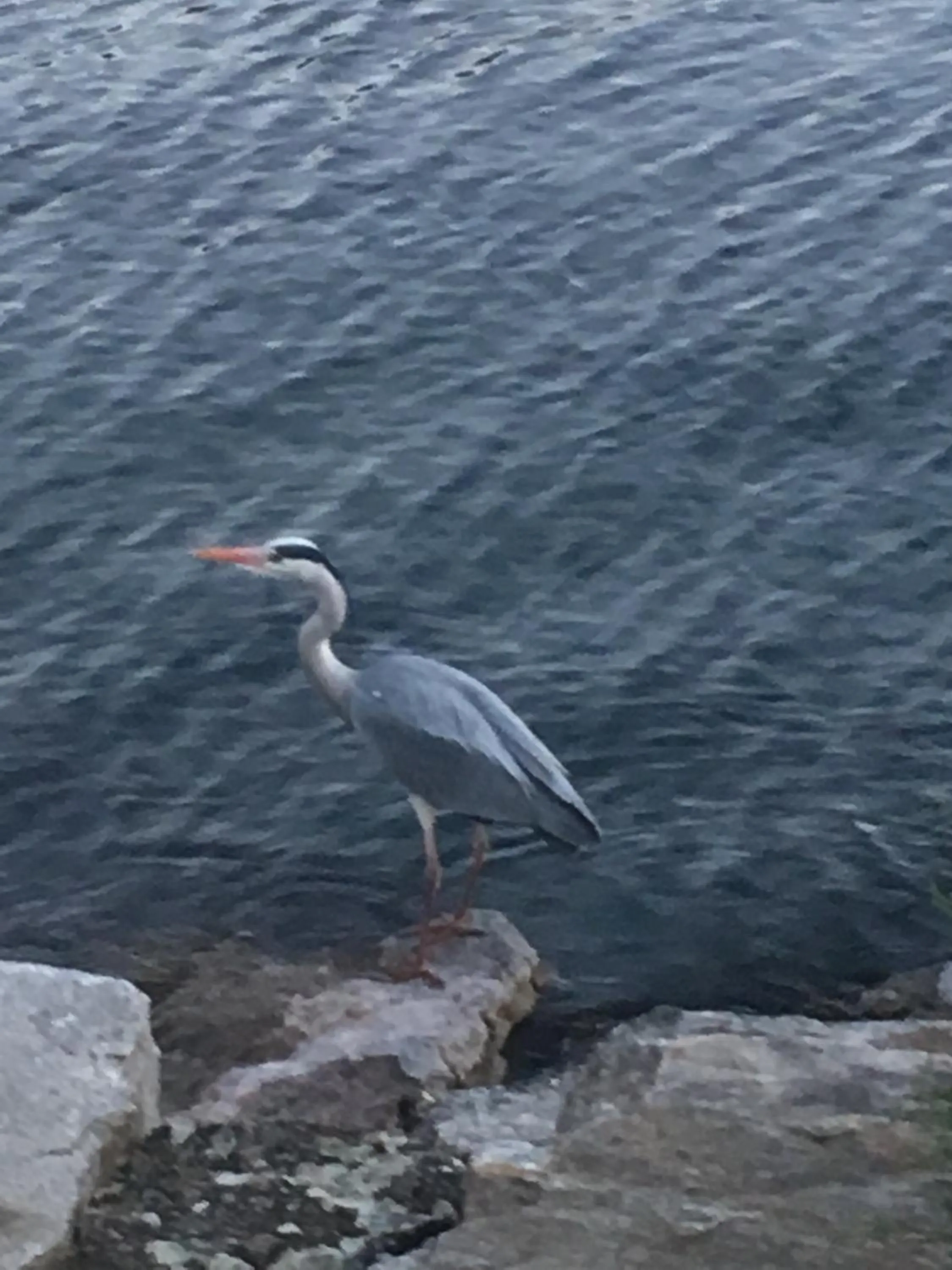 Animals in AL BOCCALINO Bed & Breakfast Wiedereröffnung ab März 2026