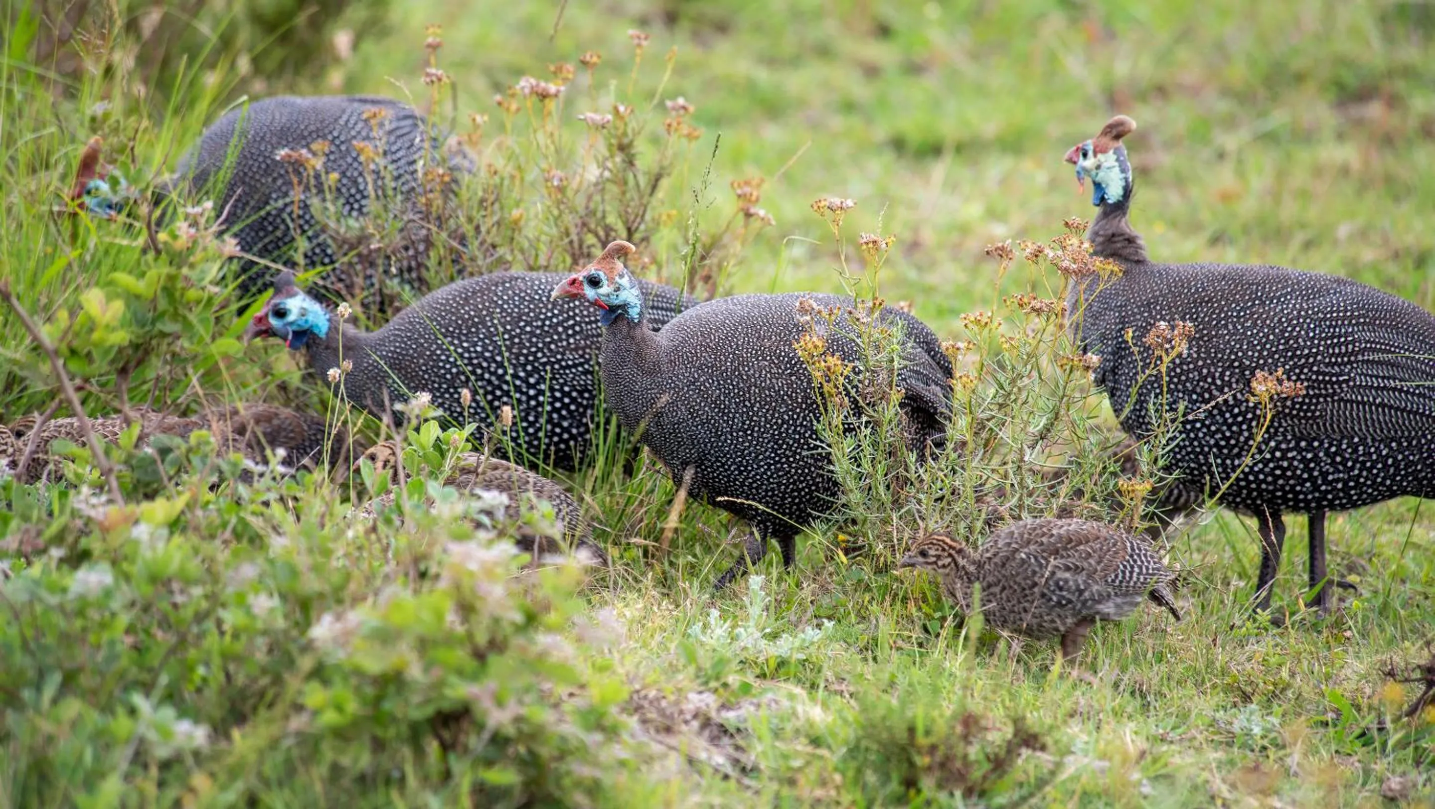 Activities in Gondwana Game Reserve