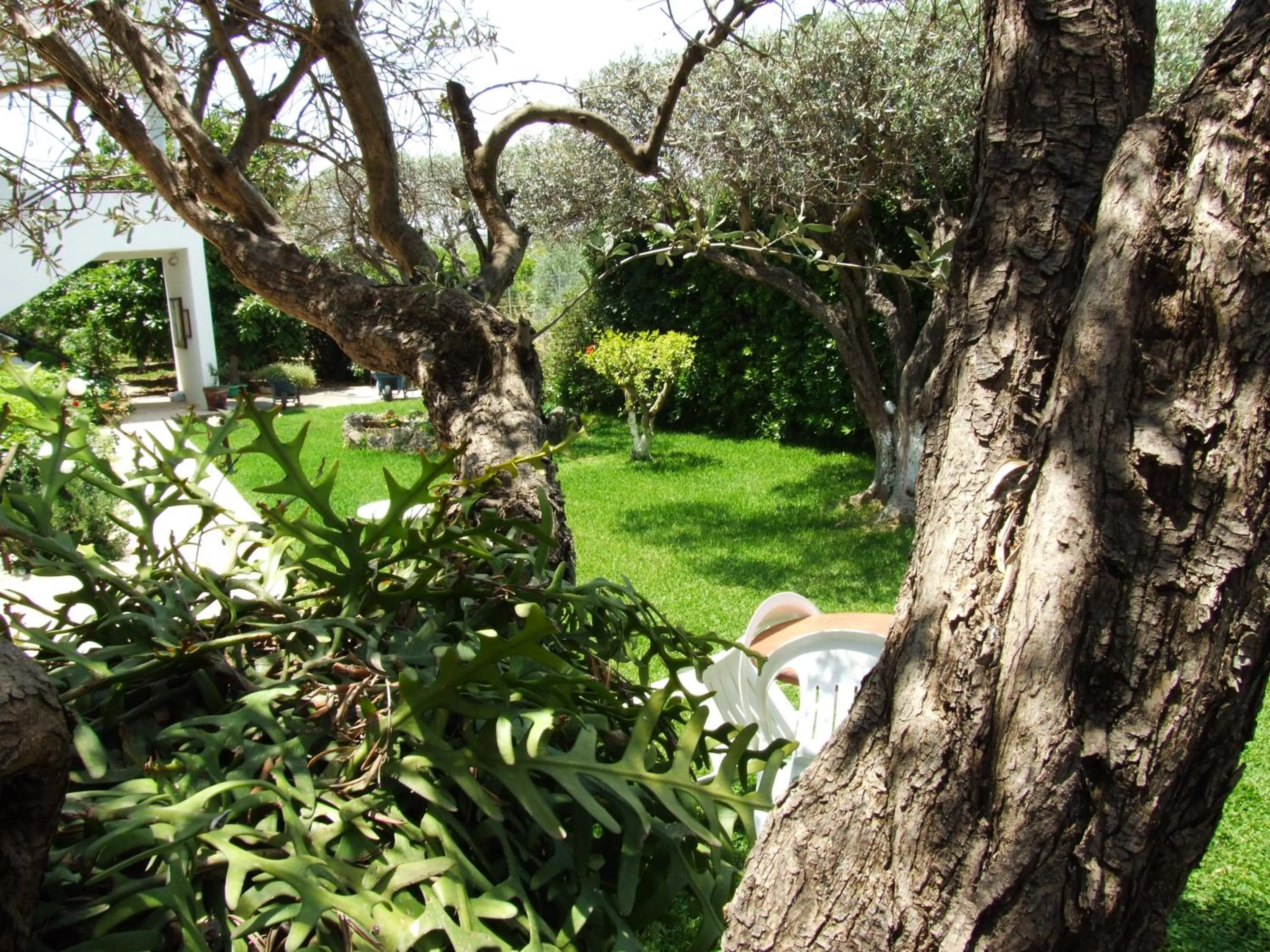 Garden in Sokrates Studios