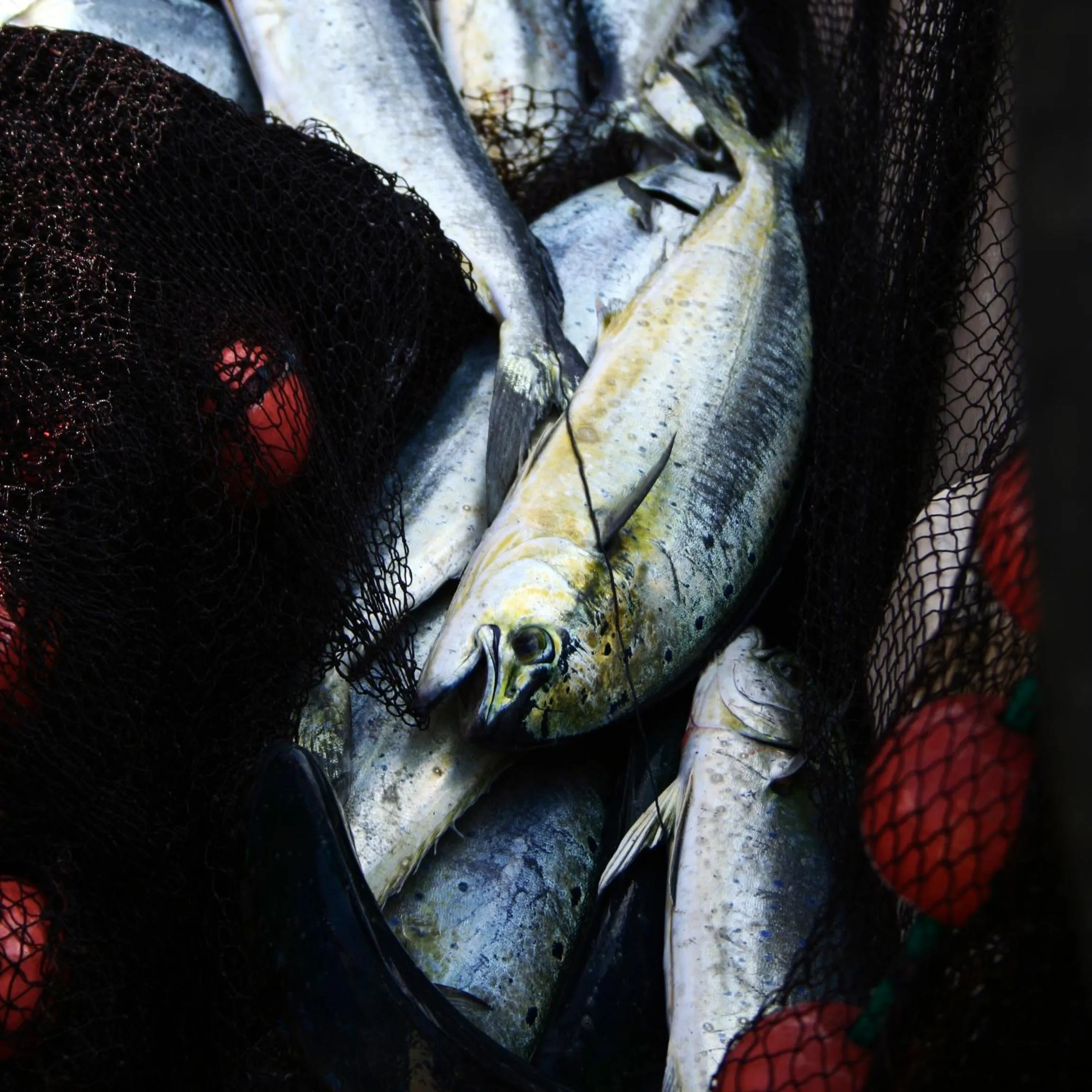 Food close-up in Albergo Villa Mario