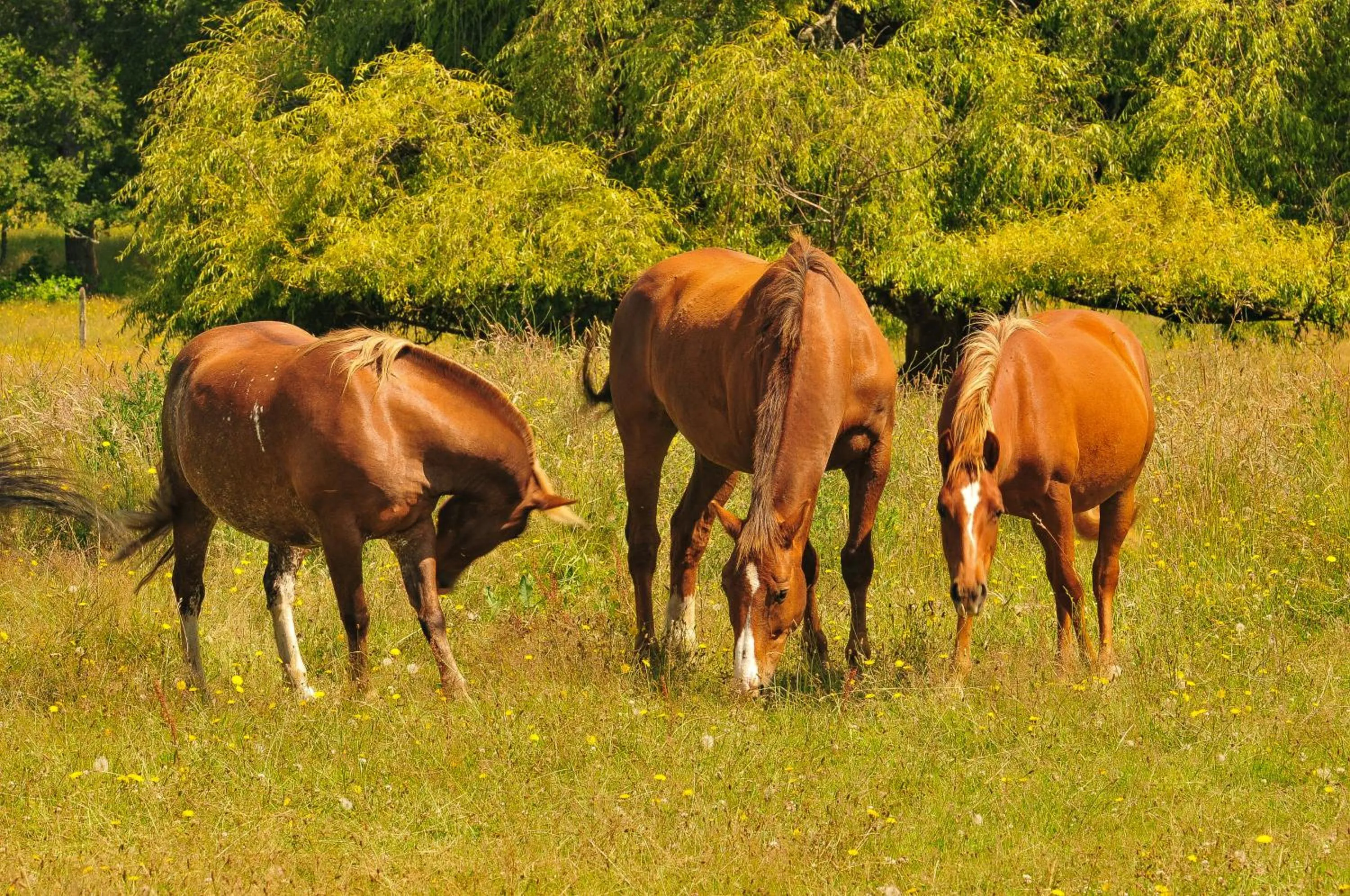 Pets in Hotel Casa de la Oma