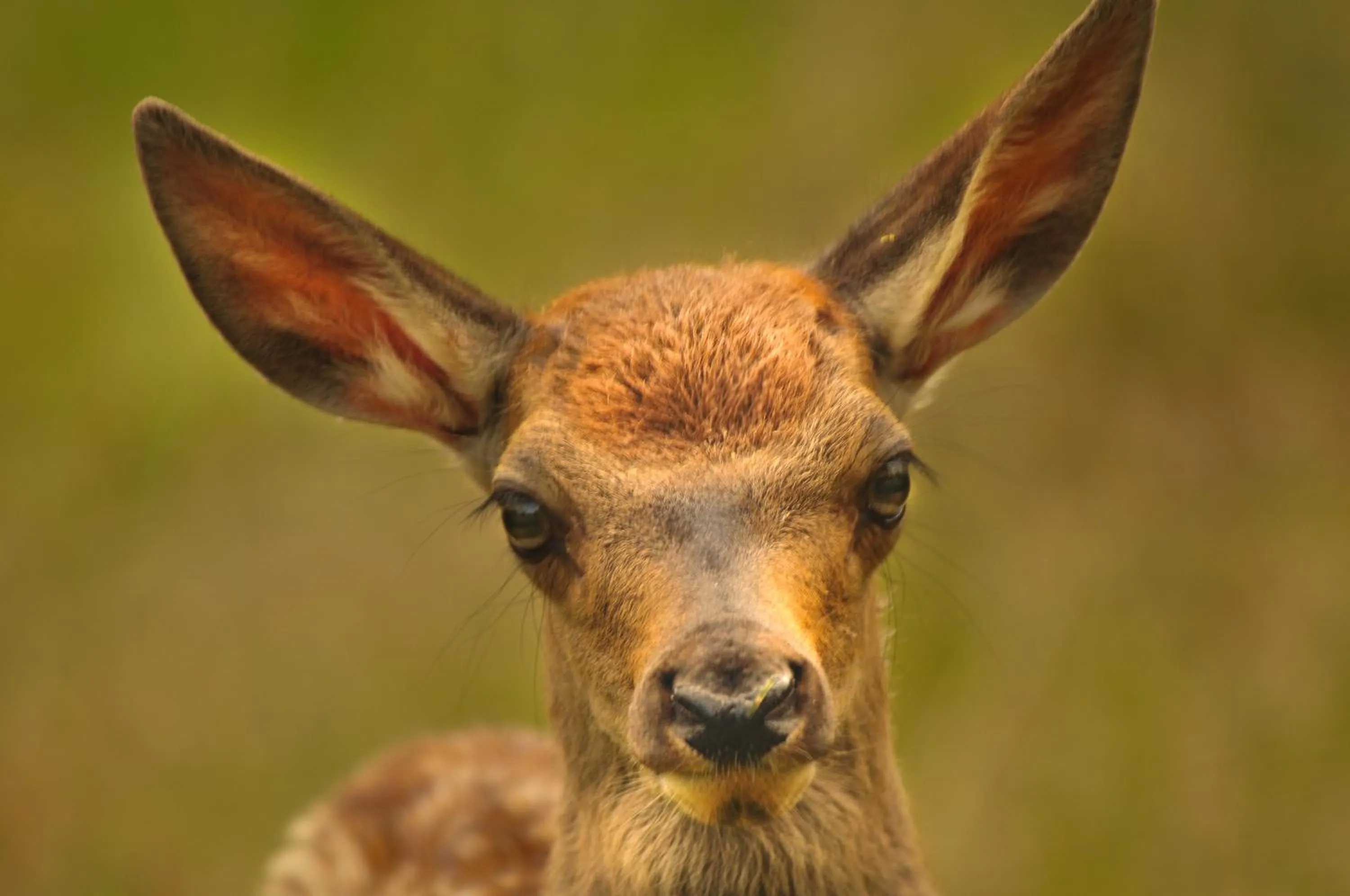 Pets in Hotel Casa de la Oma